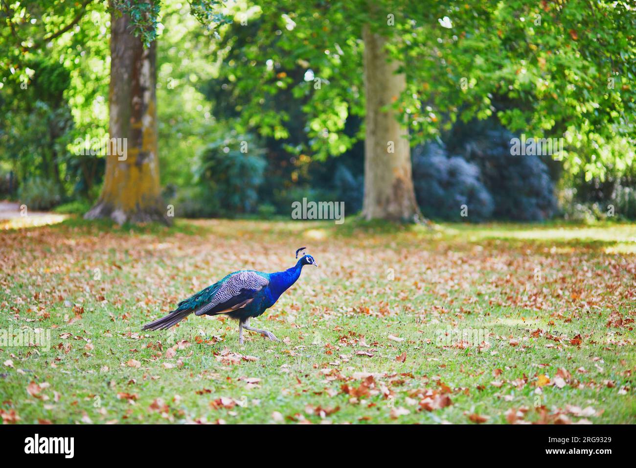 Pfauen im Bagatelle-Park von Bois de Boulogne in Paris, Frankreich Stockfoto