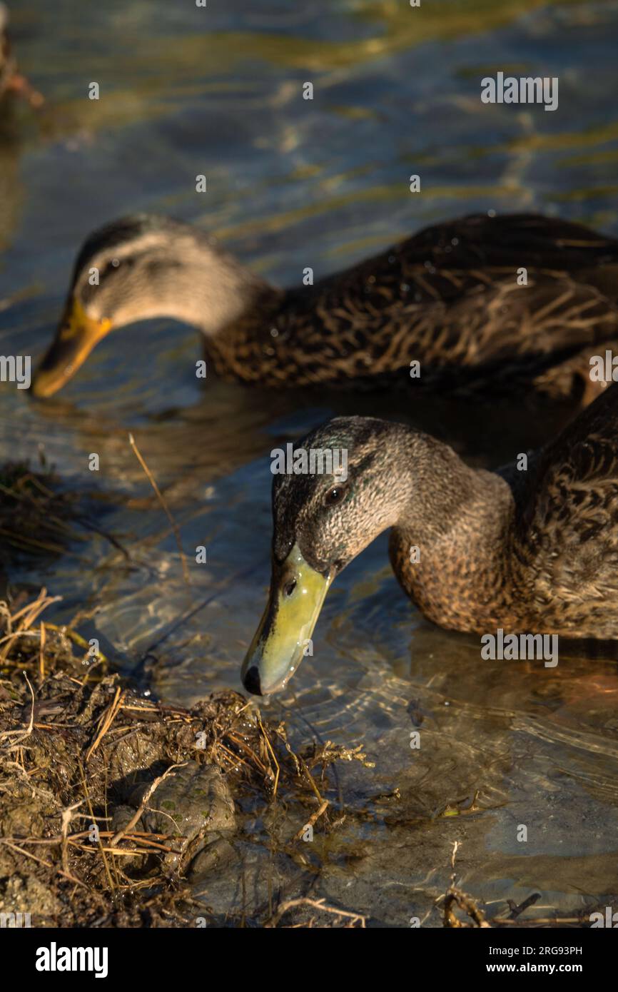 Ente, die einen kleinen Frosch in einem See ansieht. Stockfoto