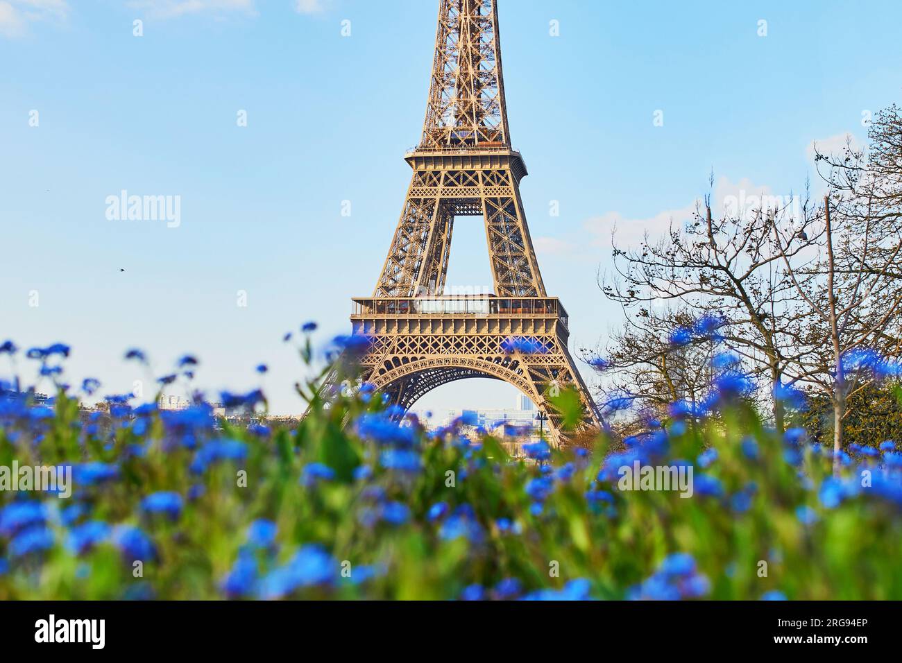 Eiffelturm durch wunderschöne blaue Blumen in Paris, Frankreich Stockfoto
