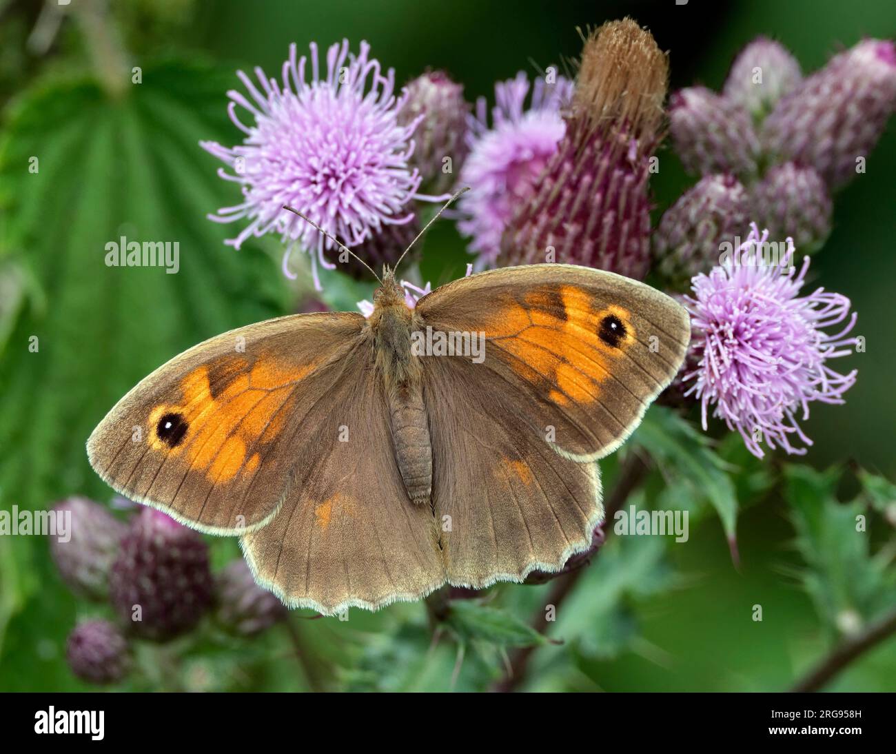 Meadow Brown auf Distelblumen. Arbrook Common, Claygate, Surrey, England. Stockfoto