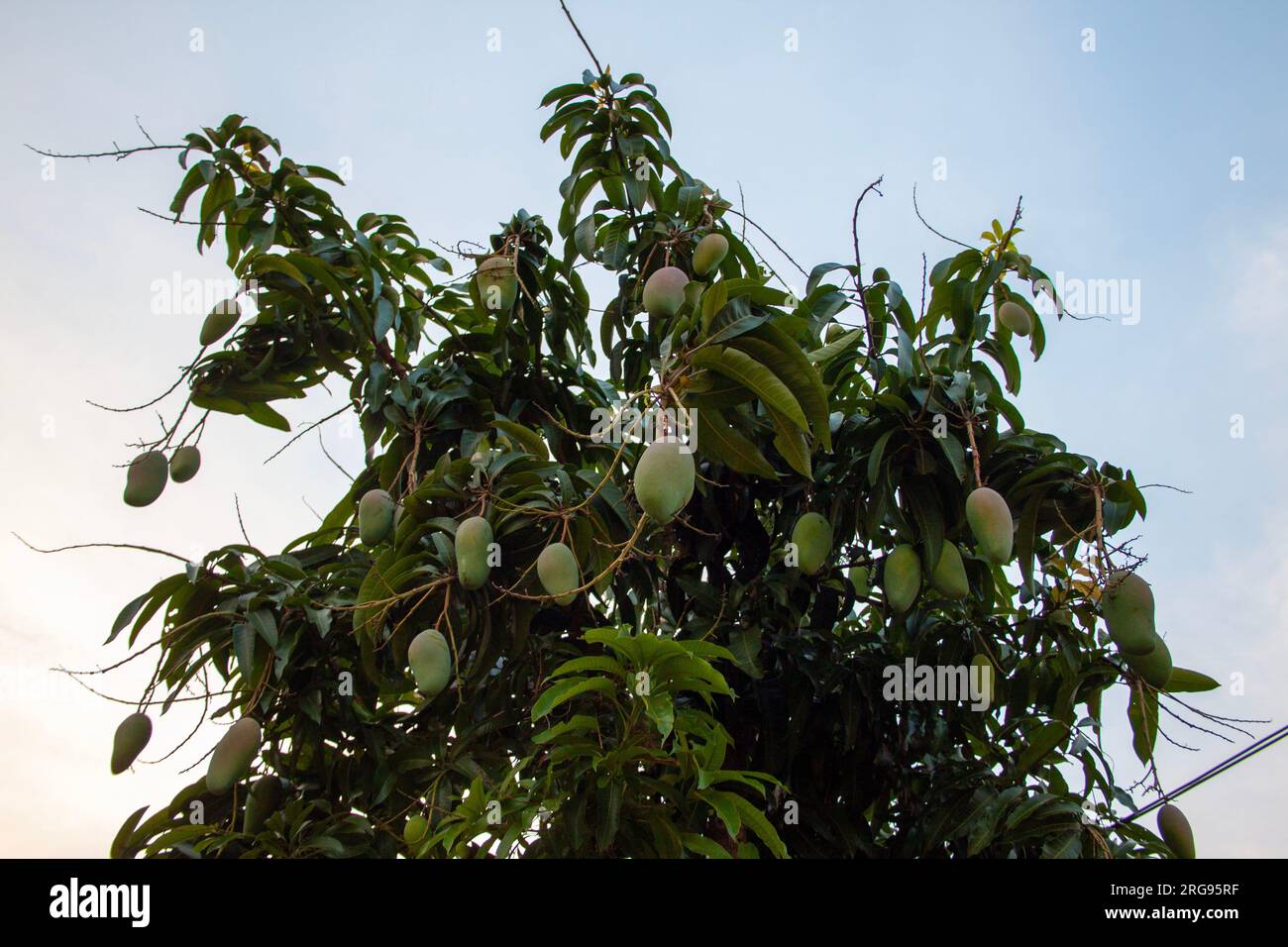 Konzentrieren Sie sich darauf, die Essenz des Mangobaums in seiner Umgebung zu erfassen, seine einzigartigen Eigenschaften und das Gefühl einer reichhaltigen Ernte hervorzuheben. Stockfoto