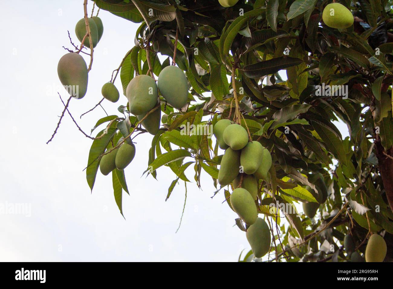 Konzentrieren Sie sich darauf, die Essenz des Mangobaums in seiner Umgebung zu erfassen, seine einzigartigen Eigenschaften und das Gefühl einer reichhaltigen Ernte hervorzuheben. Stockfoto