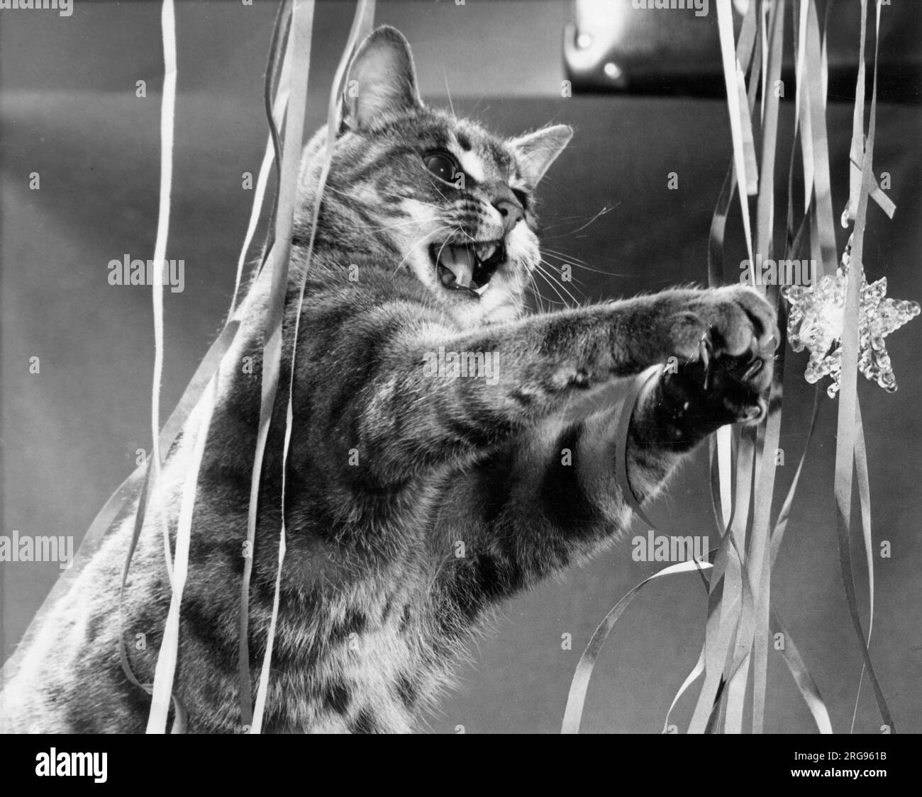 Ich Küsse Deine Augen Türkisch Herumlunger Trupp Katze