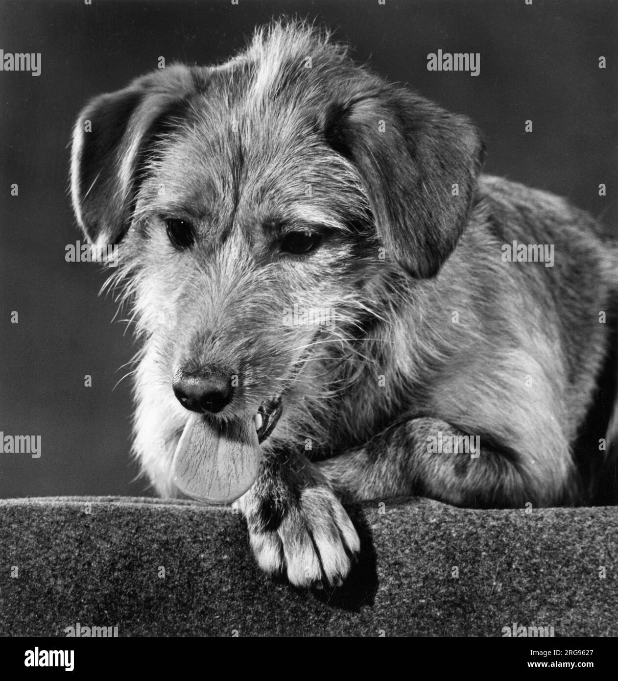 Süßer Terrier-Hund mit heraushängender Zunge. Stockfoto