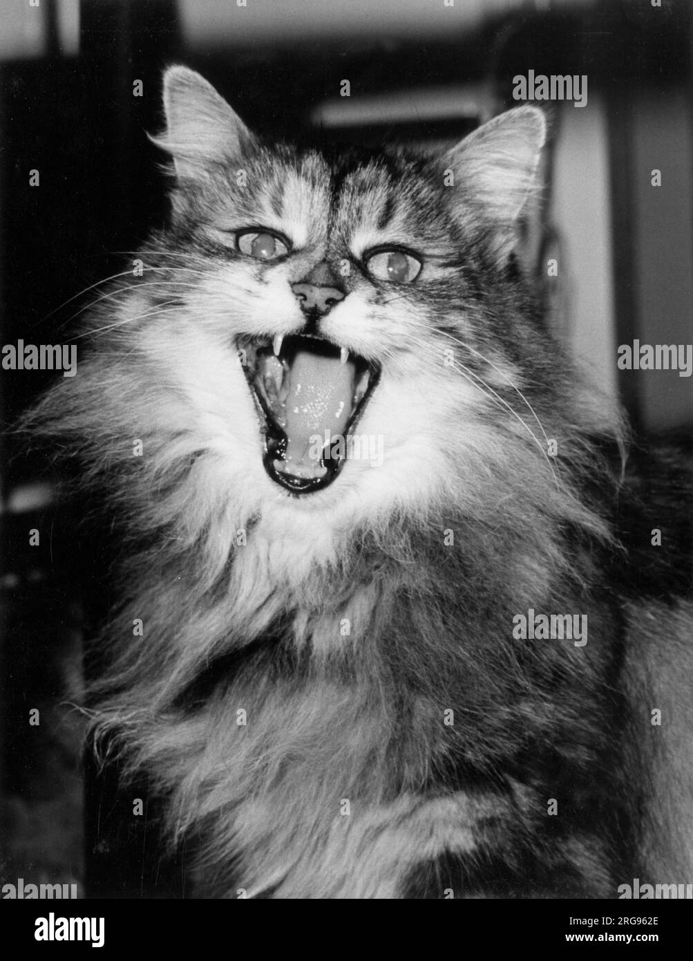 Die langhaarige Tabby-Katze sieht mit offenem Mund wild aus. Stockfoto