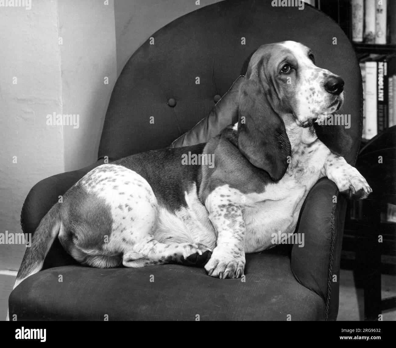 Basset Hound in einem Stuhl. Stockfoto