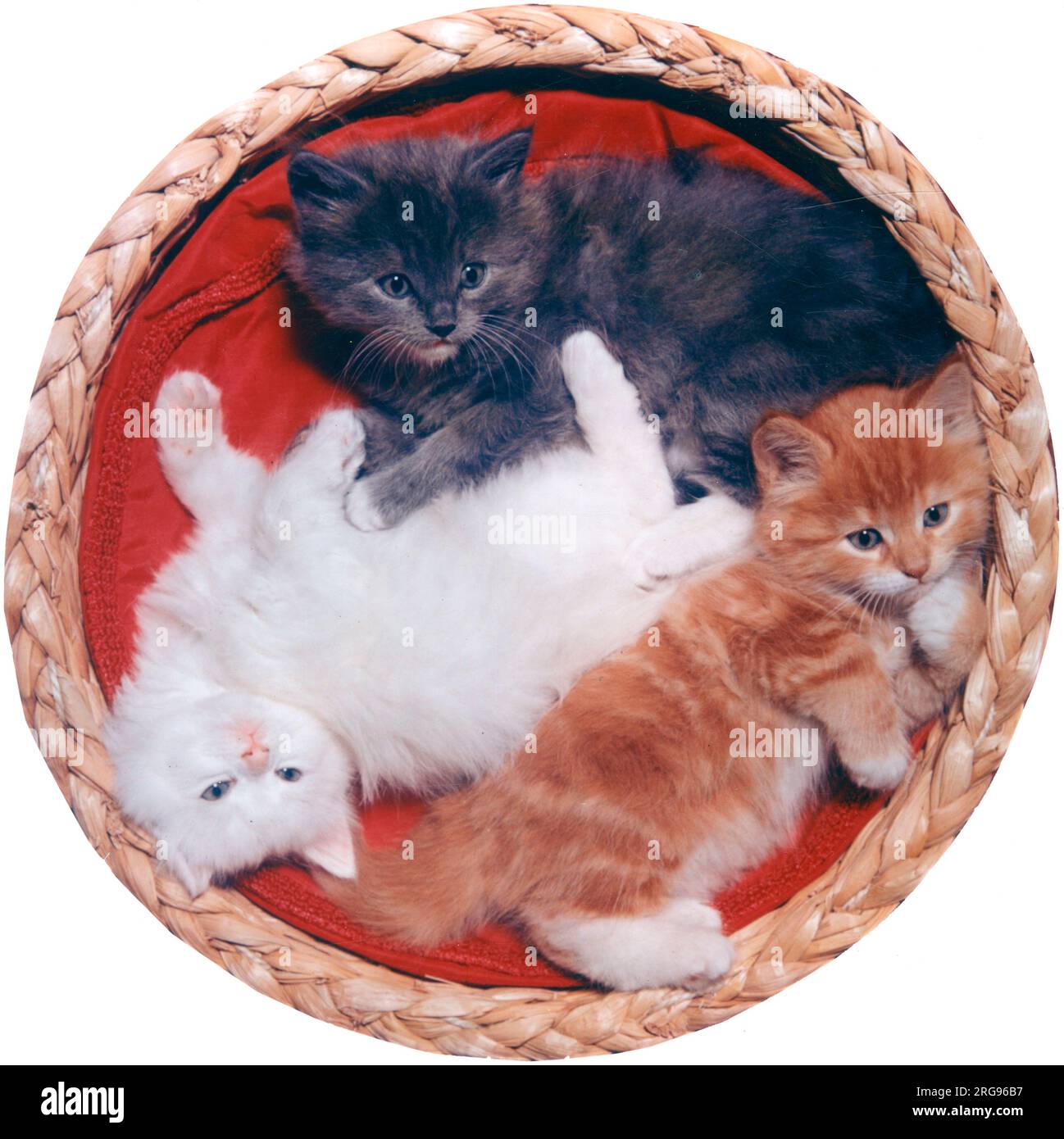 Drei süße Kätzchen, die auf einem roten Kissen in einem Korb liegen -- eine weiße, eine graue, eine Tabby. Stockfoto