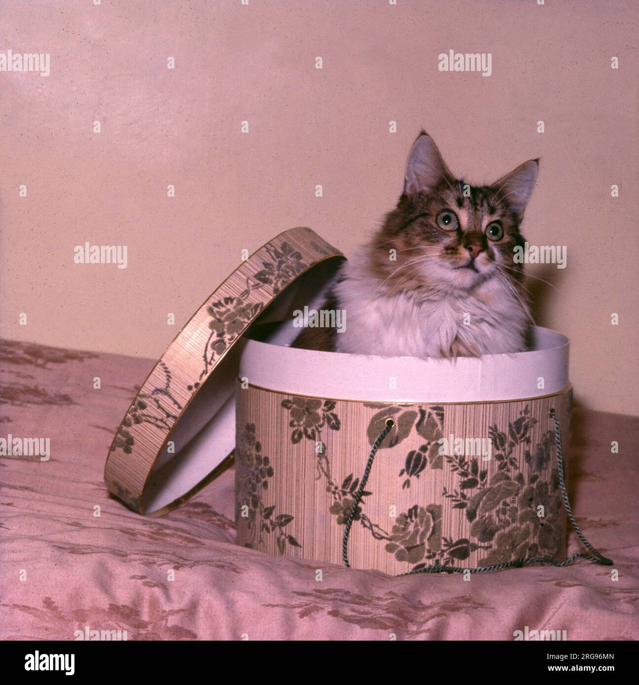 Süße Tabby-Katze in einer Hutschachtel. Stockfoto