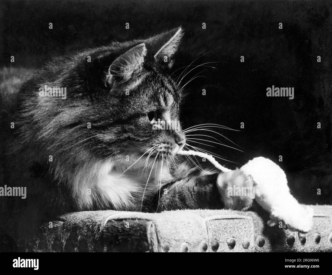 Tabby-Katze auf einem Stuhl mit einer Spielzeugmaus. Stockfoto