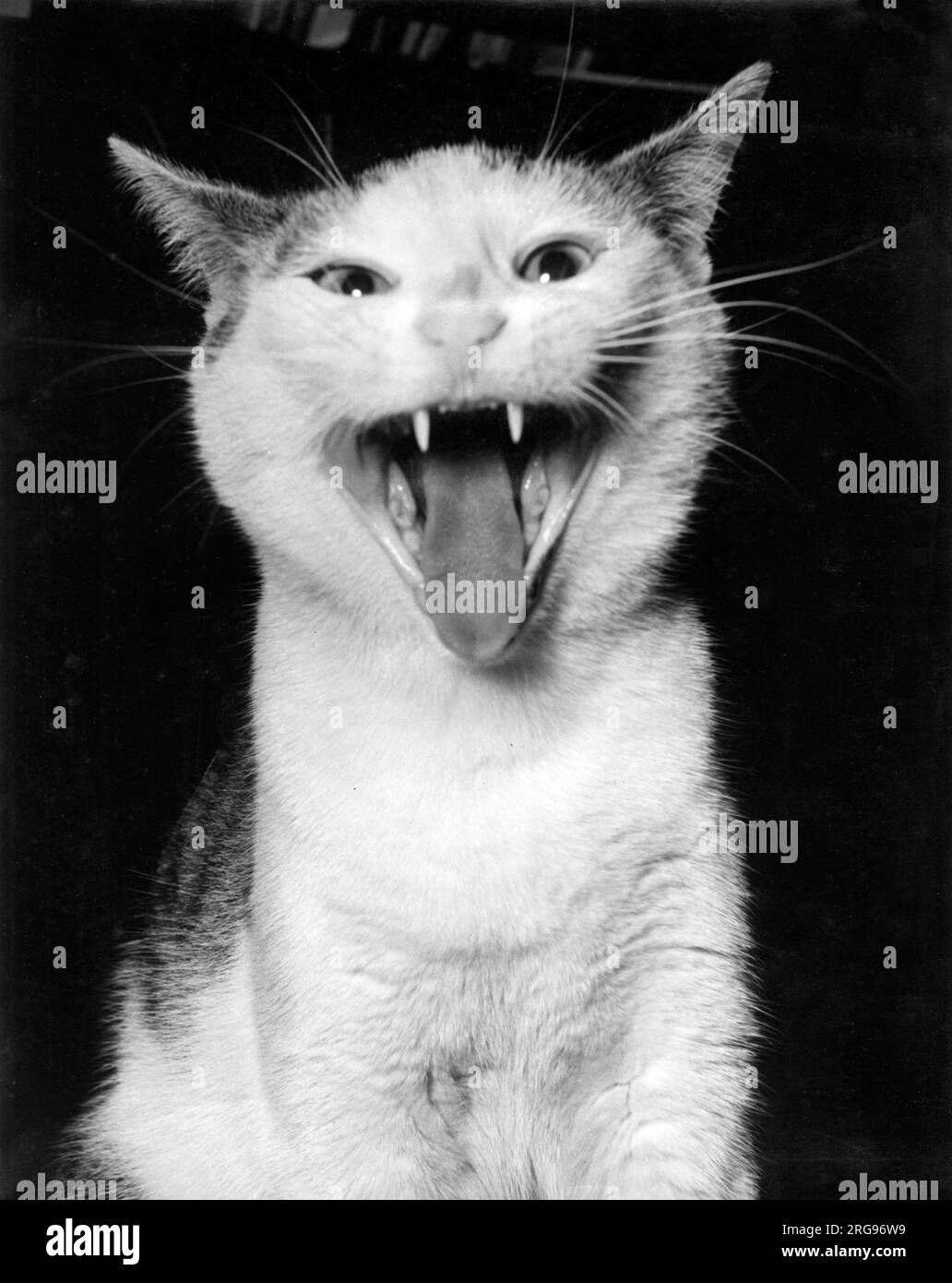 Katze mit offenem Mund und scharfen Zähnen. Stockfoto