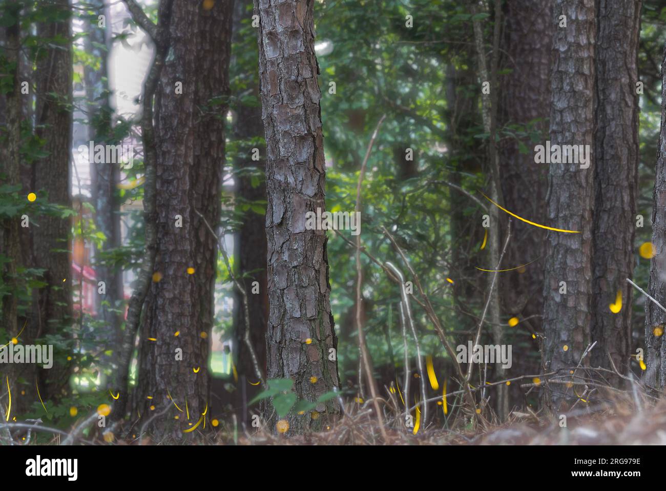Die Kombination aus mehreren Bildern, die gestapelt sind, zeigt zahlreiche Glühwürmchen, die Bewegungsunschärfe und gelbe Lichtstreifen ausstrahlen. Stockfoto