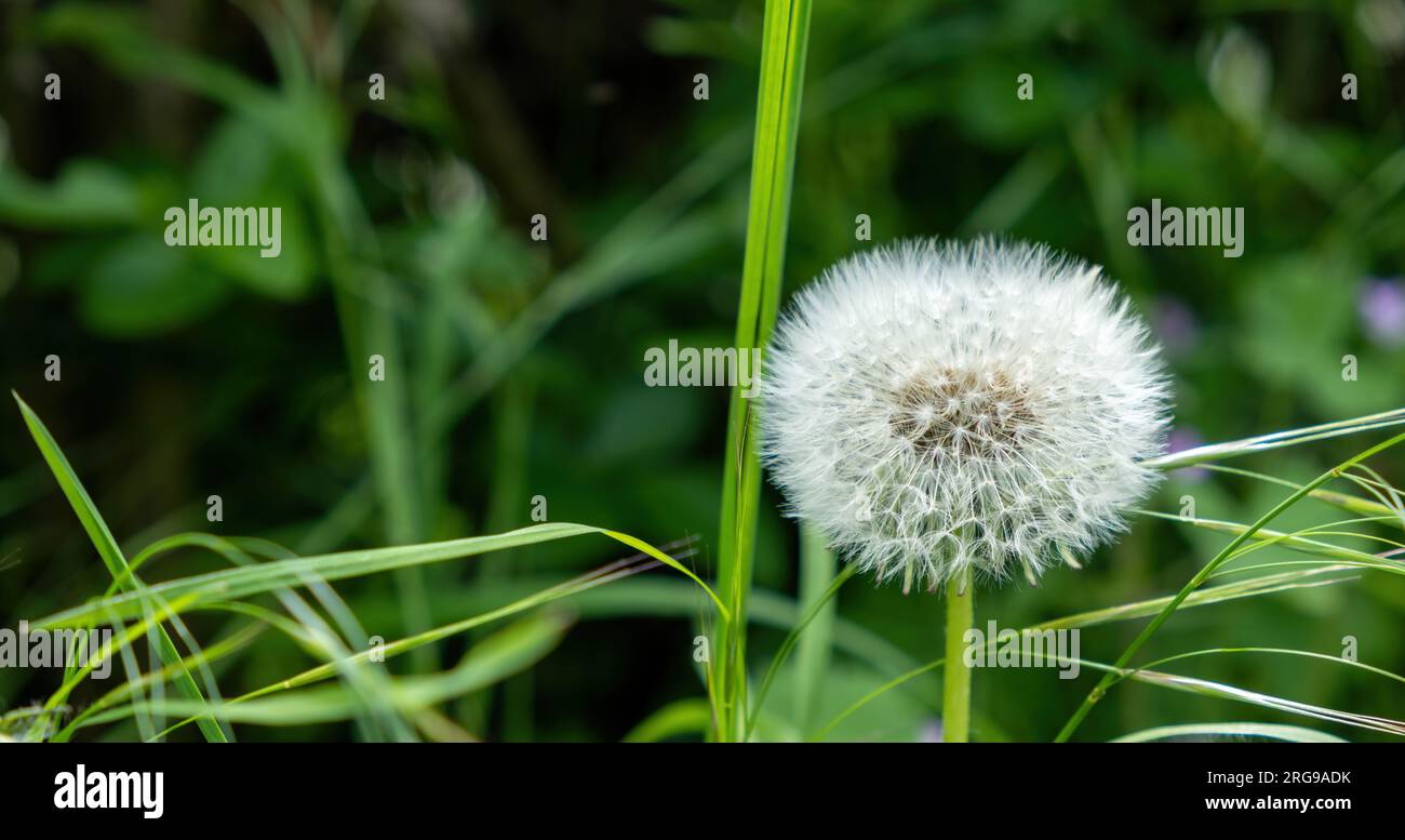 Löwenzahn-Samenkopf auf einem Grasfeld Stockfoto