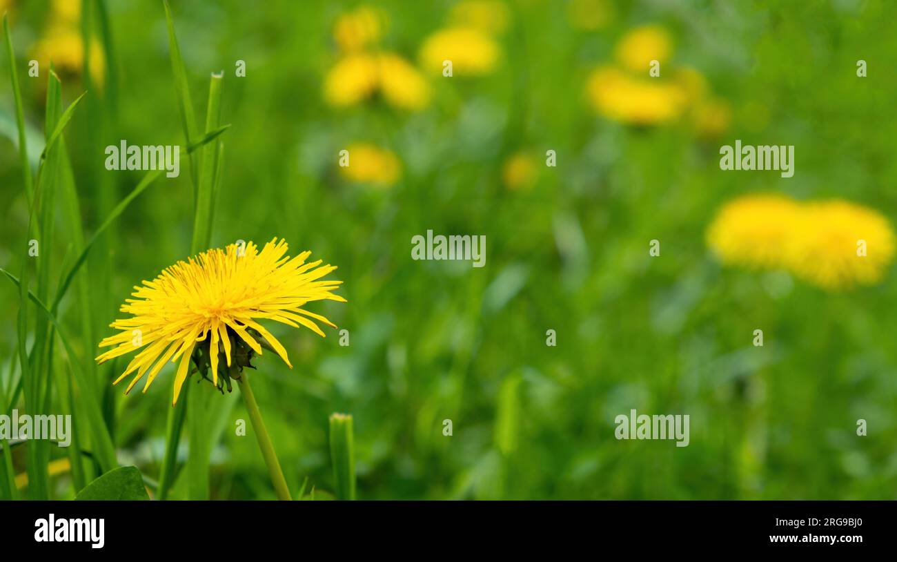 Biene auf einer Löwenzahnblume Stockfoto