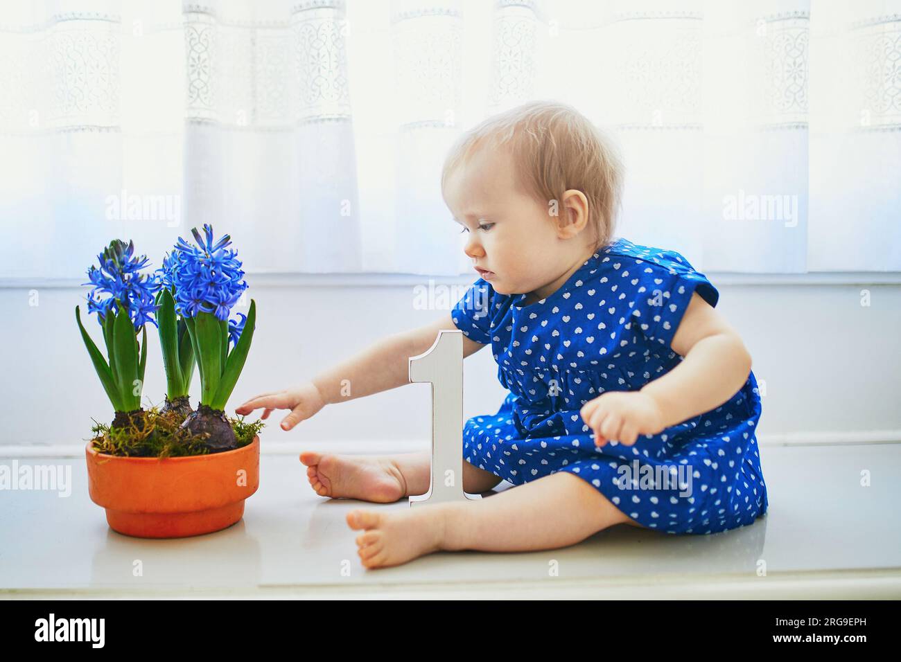 Ein kleines Mädchen in blauem Kleid, das auf dem Fensterbrett sitzt, mit blauen Hyazinthen und weißer Holznummer 1. Das erste Geburtstagskonzept. Ein Kleinkind, das mit Blumen Spaß hat Stockfoto