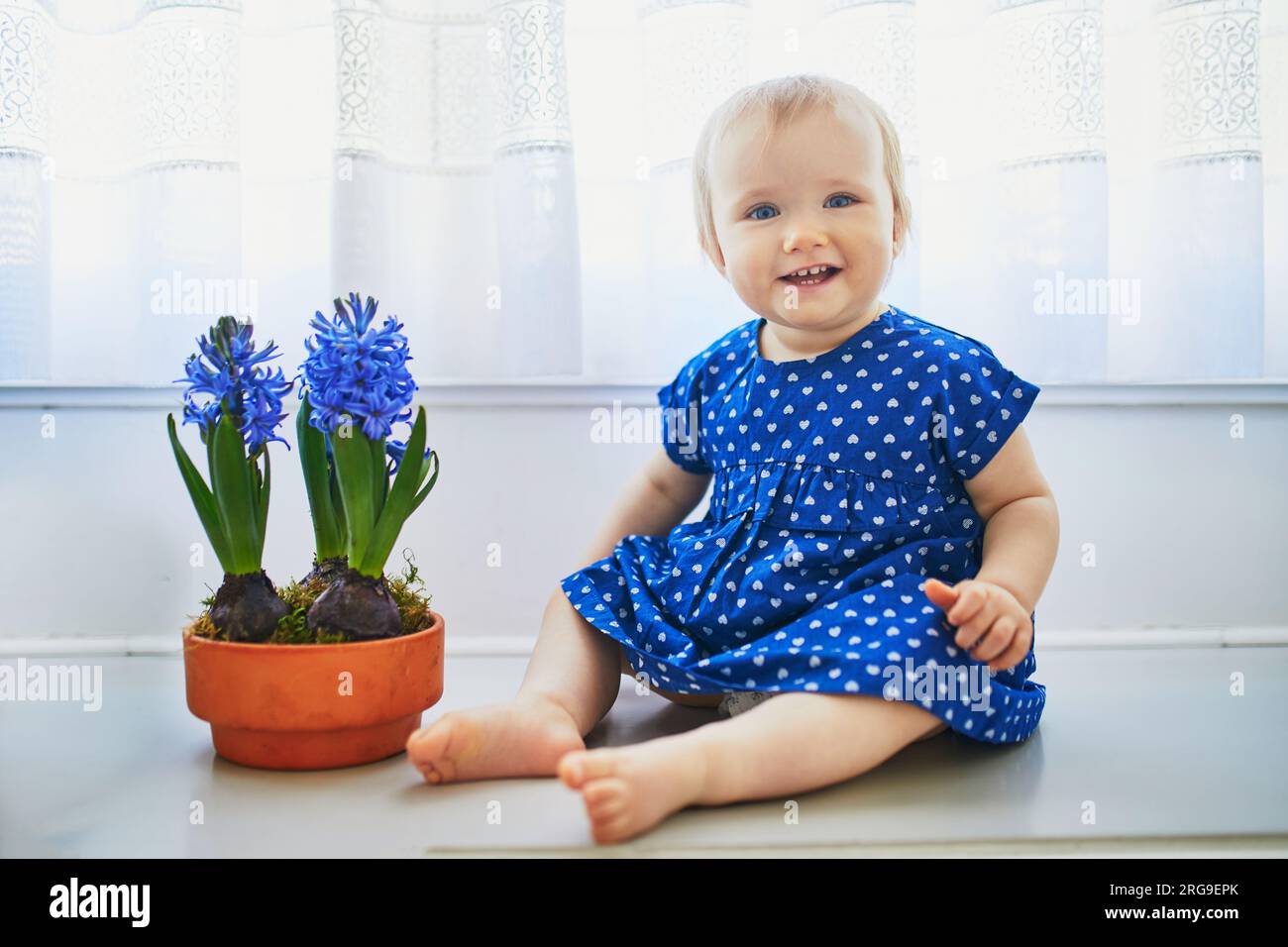 Ein kleines Mädchen in blauem Kleid, das auf dem Fensterbrett mit blauen Hyazinthen sitzt. Kleines Kind zu Hause im sonnigen Kinderzimmer. Ein Kleinkind, das mit Blumen Spaß hat Stockfoto