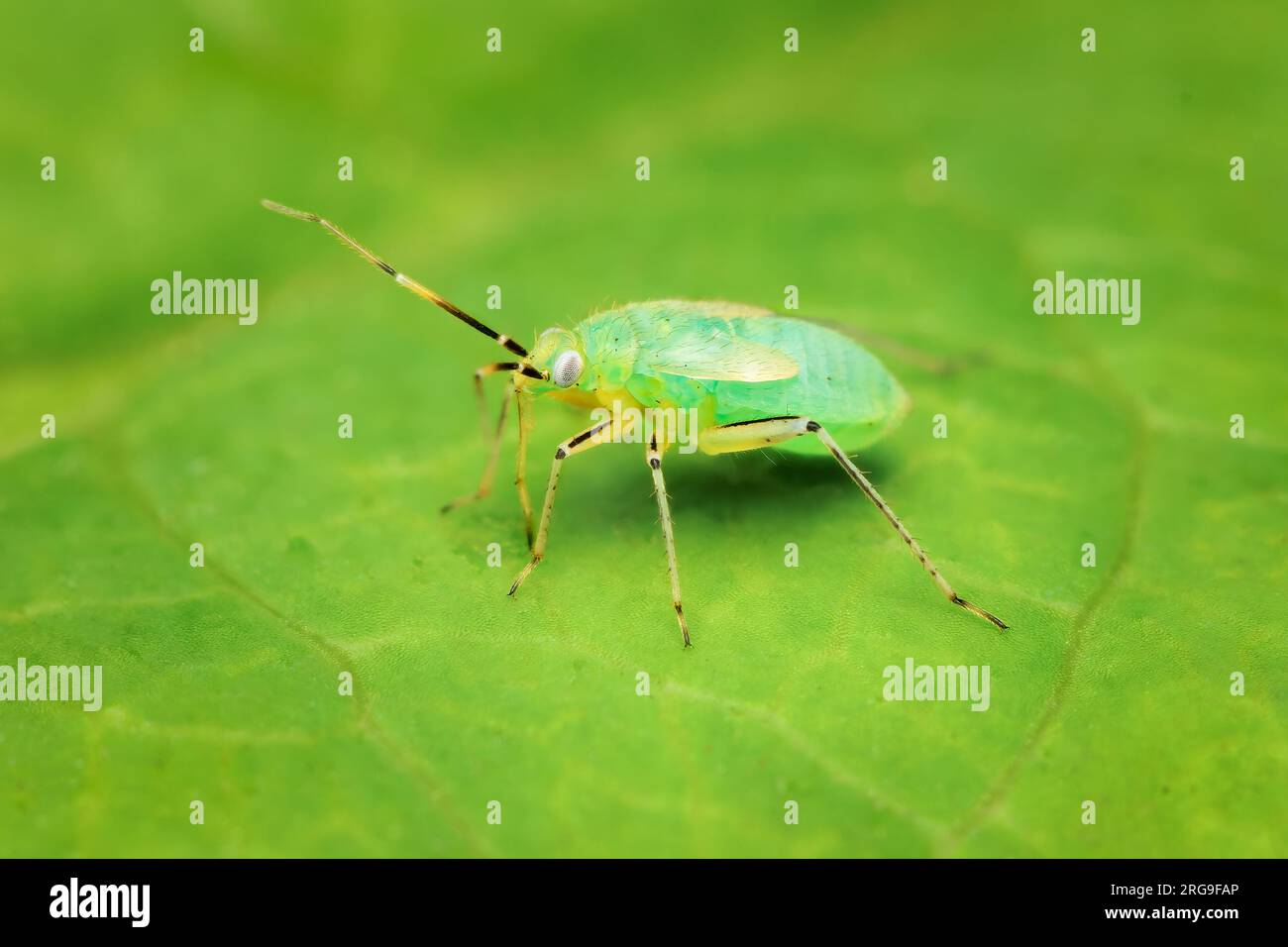 Kleine Miridae Nymphe, die sich auf einem grünen Blatt mit unscharfem Hintergrund und Kopierbereich ernährt Stockfoto