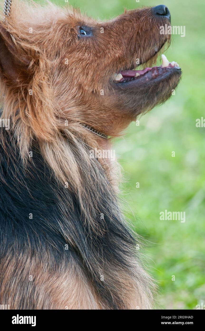 Nahaufnahme des Australian Terrier Porträts im Profil Stockfoto