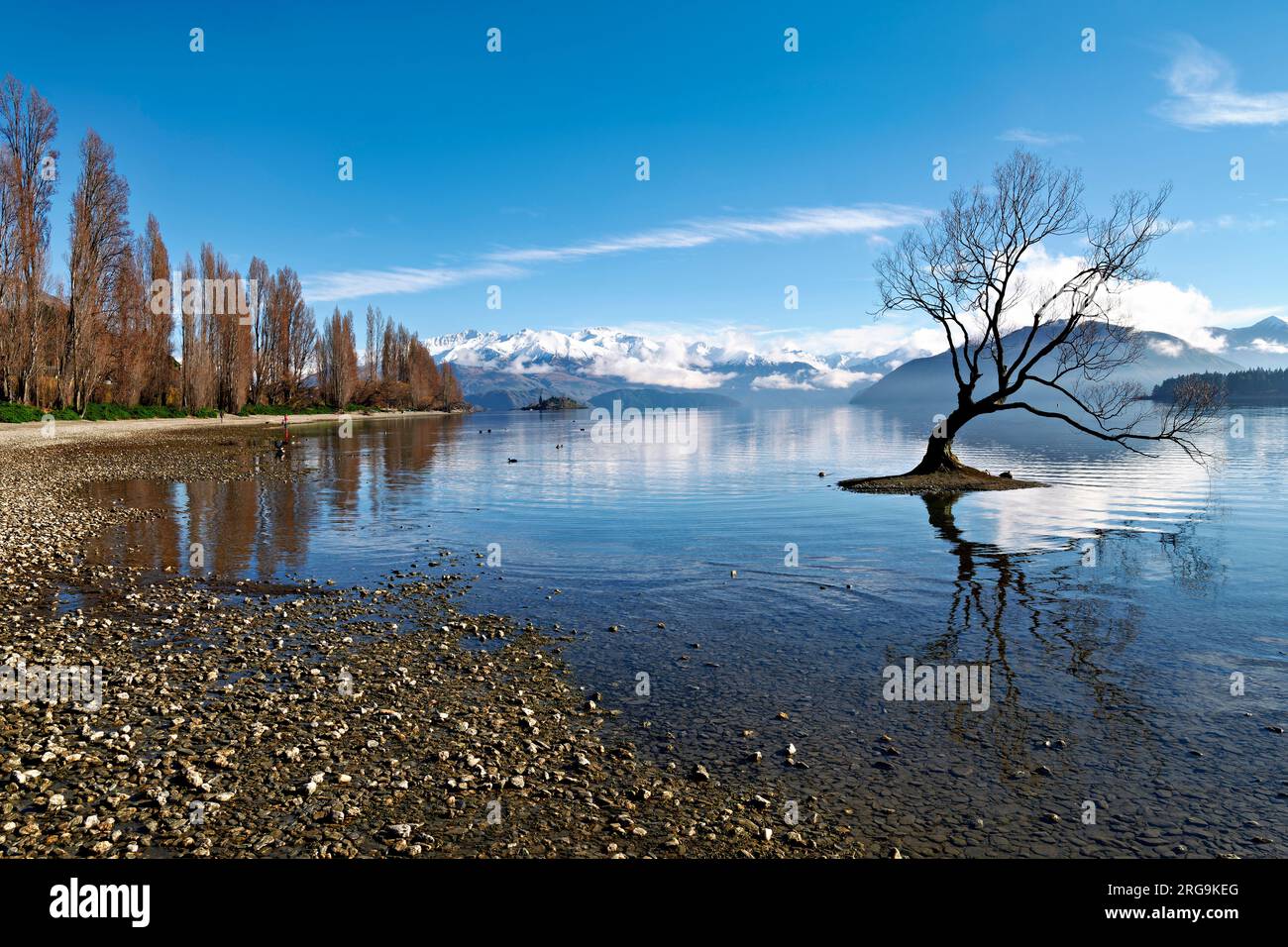 Neuseeland. Dieser Wanaka-Baum. Lake Wanaka. Otago Stockfoto