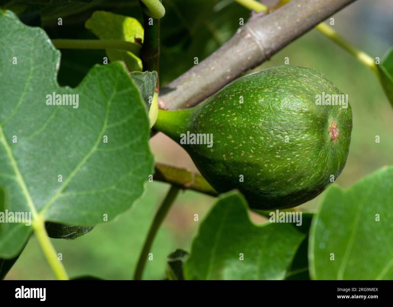 Nahaufnahme einer jungen Feige, die auf einem Ficus-carica-Baum wächst, der als allgemeiner negativer Farbraum auf der linken Seite für Text bekannt ist Stockfoto