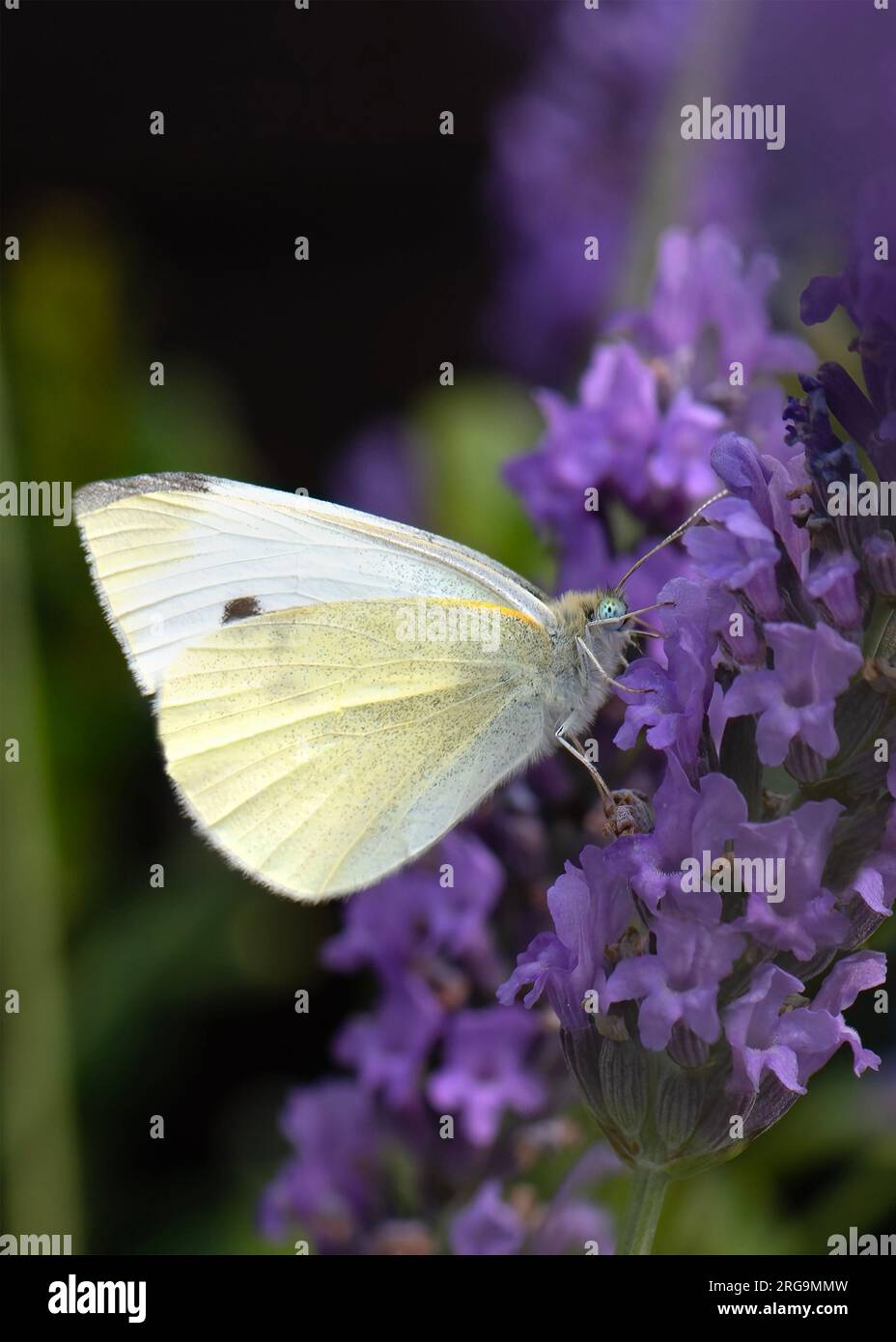Nahaufnahme eines kleinen weißen Kohlschmetterlings pieris rapae, von den Pieridae auf einer Lavendelblume verschwommener Hintergrund Negativraum für Text oben Stockfoto