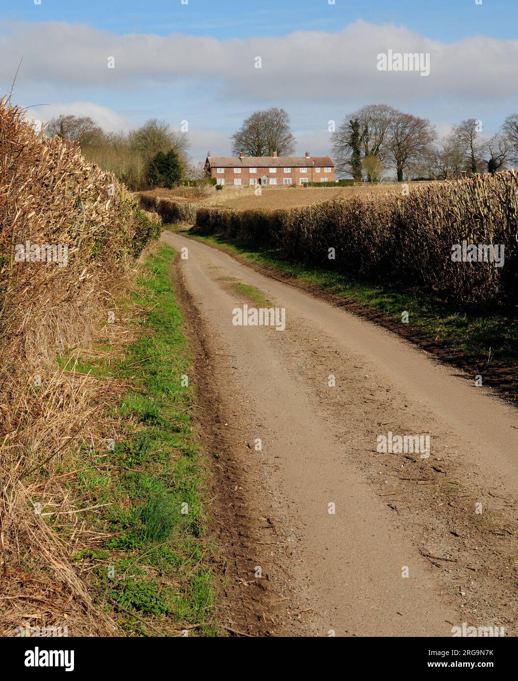 Eine schmale Landstraße zwischen ordentlich geschnittenen Hecken. Stockfoto