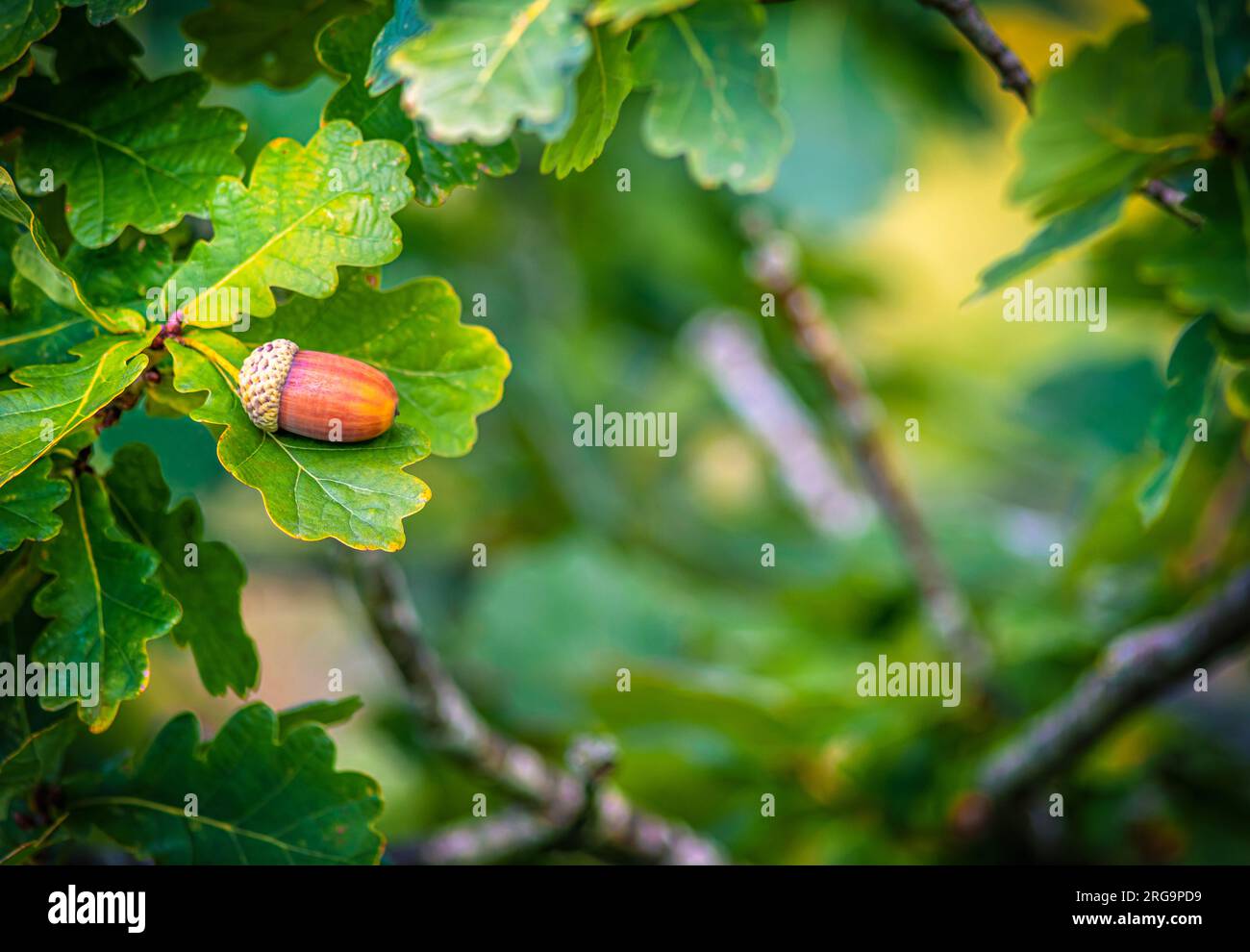 Selektive Fokussierung auf eine einzelne Amais auf einer Eiche im Herbst mit einem Naturschauspiel, das Grün und Zweige auf dieser Seite zeigt Stockfoto