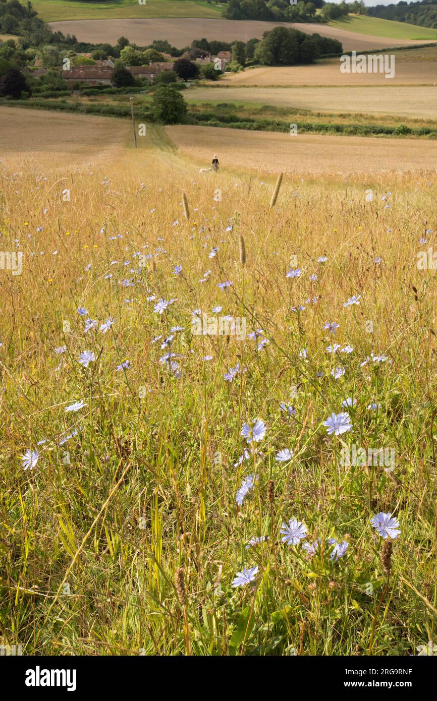 Chicorée, Cichorium intybus, wächst auf einem Weizenfeld in South Downs, von Levin Down nach Goodwood, Juli Stockfoto