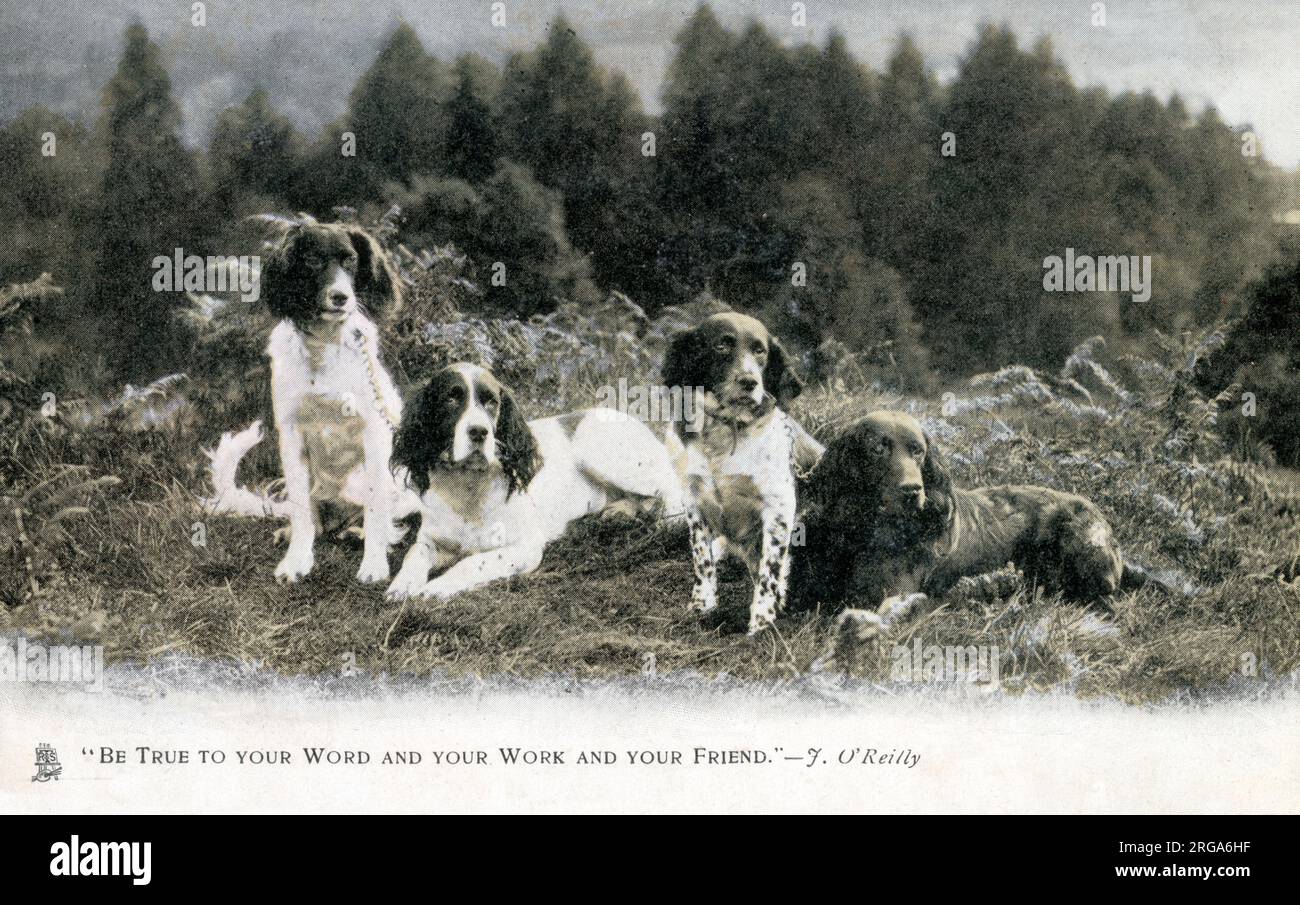 „Sei deinem Wort, deiner Arbeit und deinem Freund treu.“ - J O'Reilly - vier feine englische Springer Spanier in einem Fleck Heide. Stockfoto