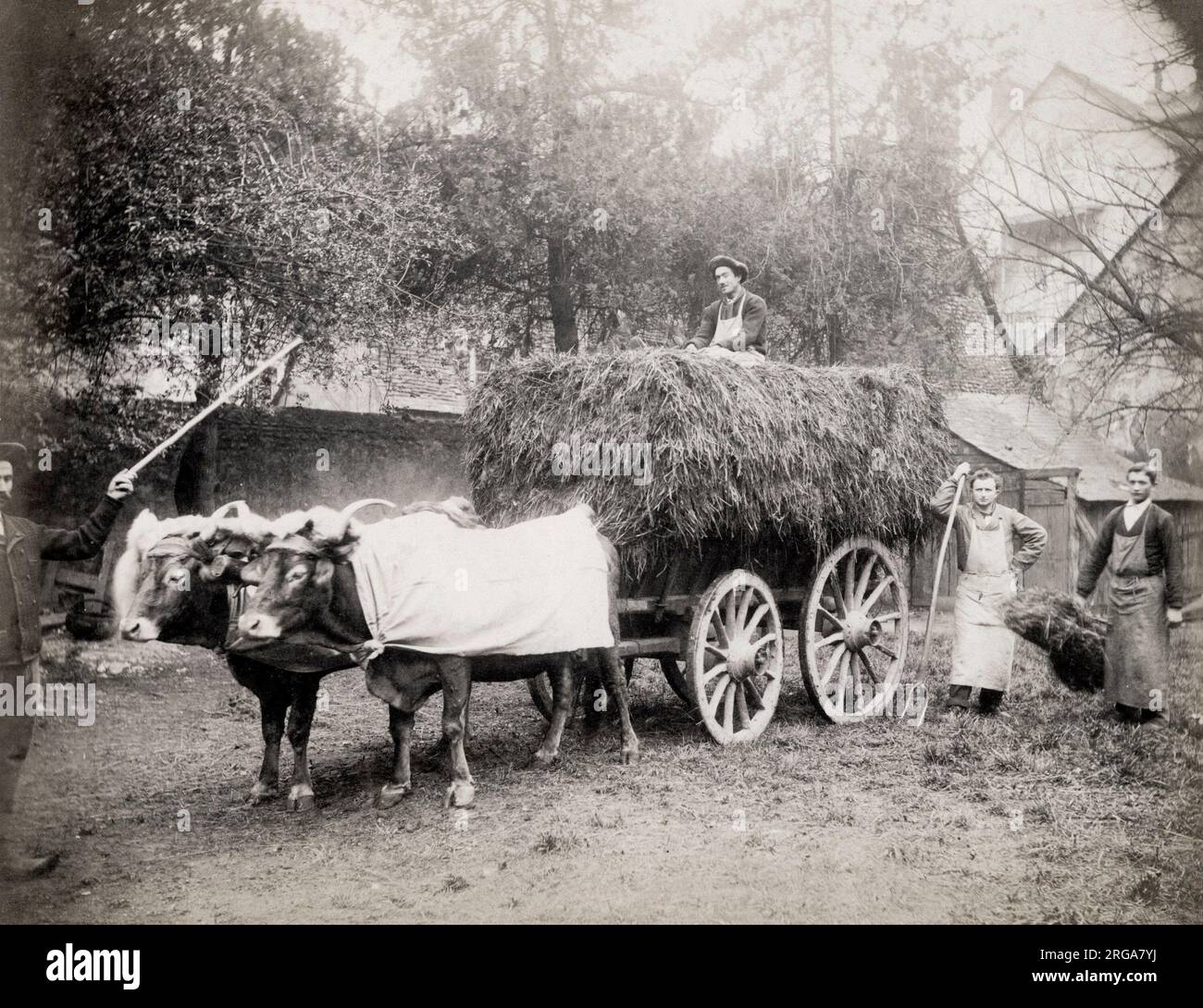Farmwagen mit Heu beladen, Farmarbeiter mit Mistgabeln, europäisch. Vintage 19. Jahrhundert Foto. Stockfoto