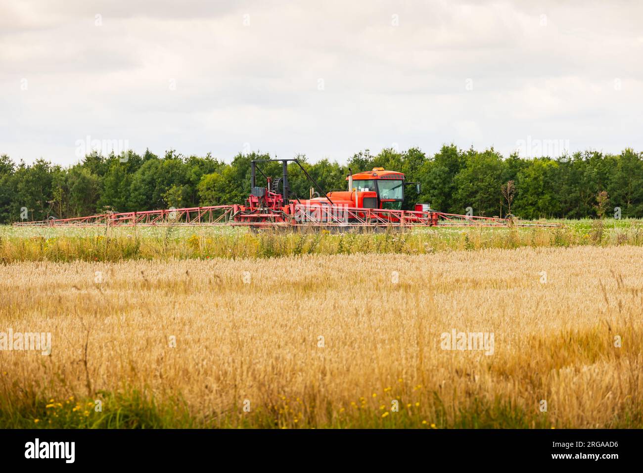 Eine selbstfahrende Feldspritze Sands Agricultural Machinery, SAM, Vision 4,0e auf einem Feld im Einsatz. Lincolnshire. Stockfoto