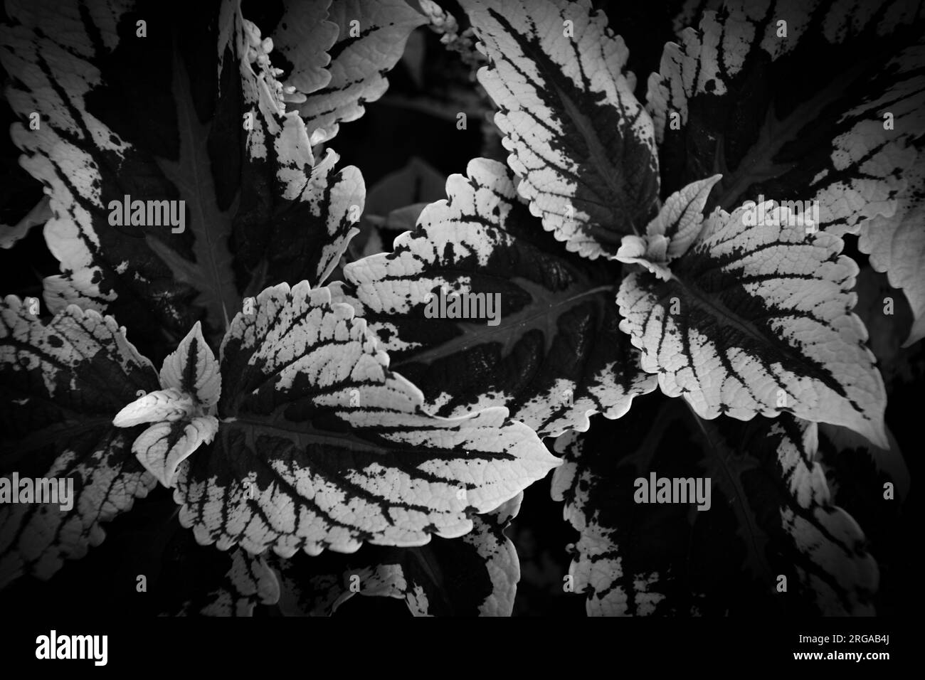 Vollformataufnahme von Pflanzen in Schwarz-Weiß Stockfoto