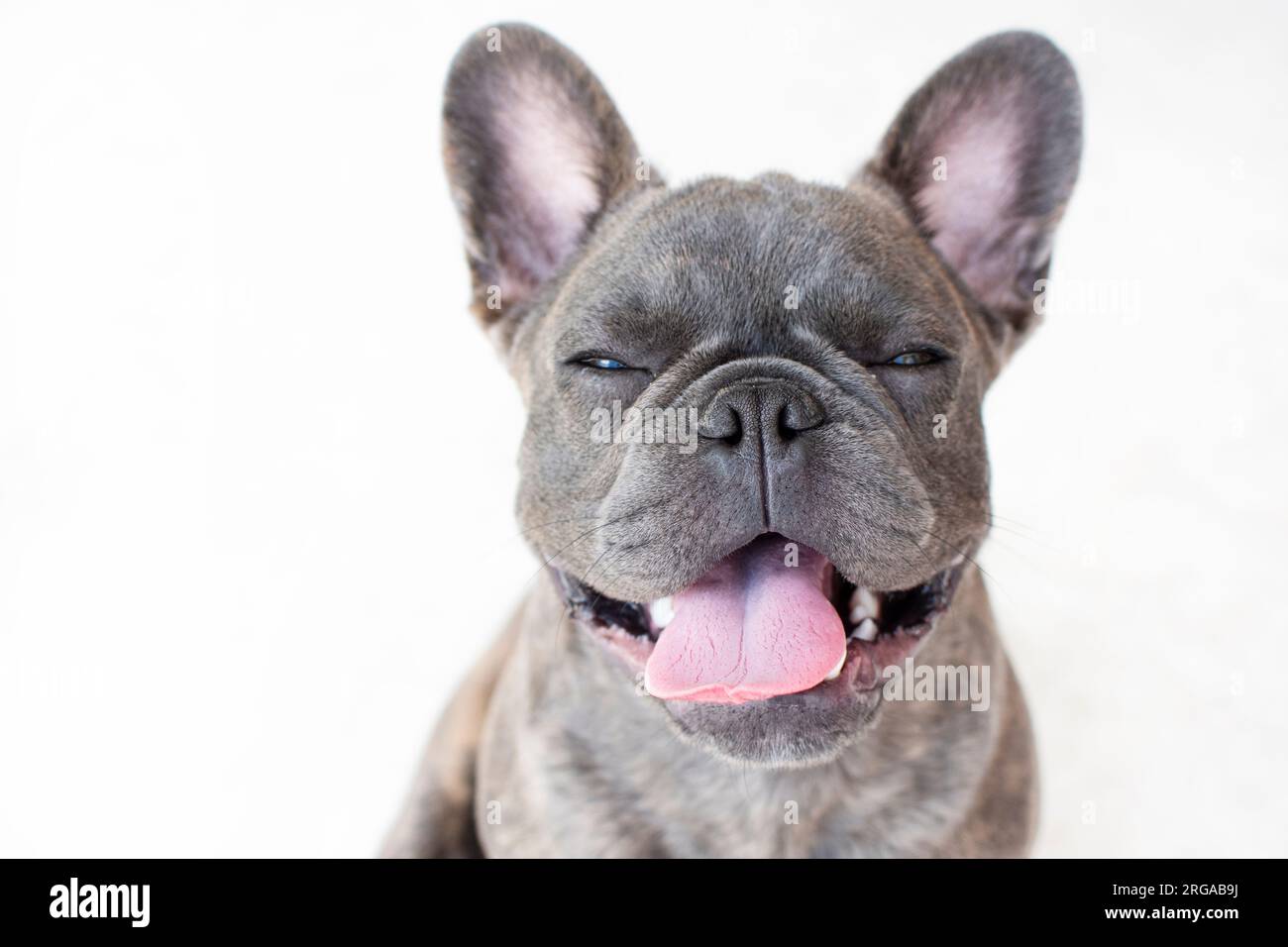 Porträt eines süßen grauen französischen Bulldogs isoliert auf weißem Hintergrund. Hund, der auf die Kamera schaut Stockfoto