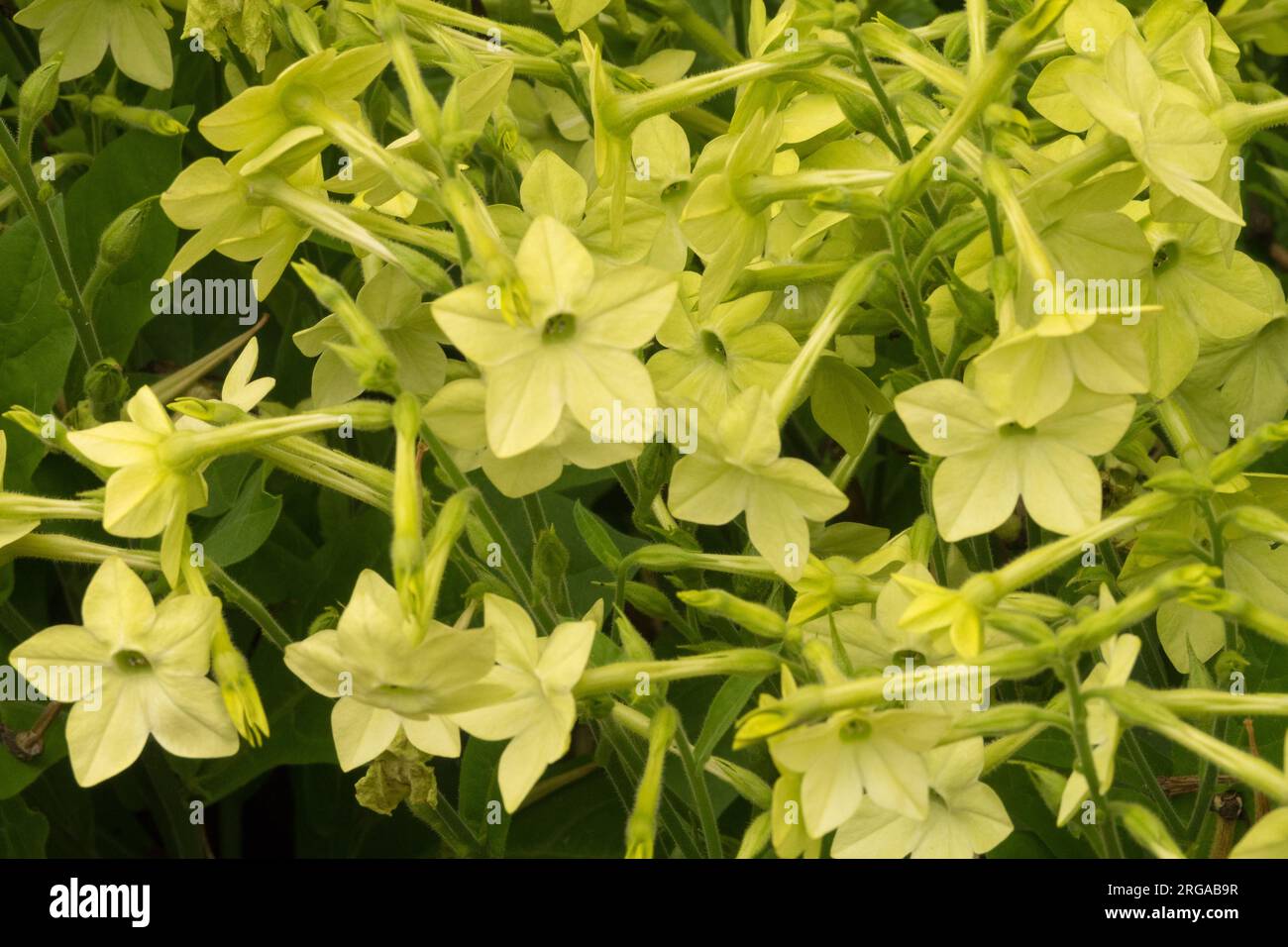 Nicotiana „Lime Green“ Nicotiana alata, Blumentabak, Blume Stockfoto