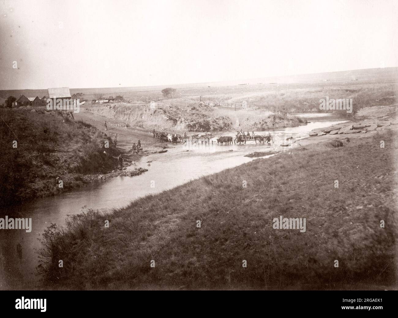 Ochse gezogener Waggon, der Fluss überquert, Südafrika, c,1900 Stockfoto