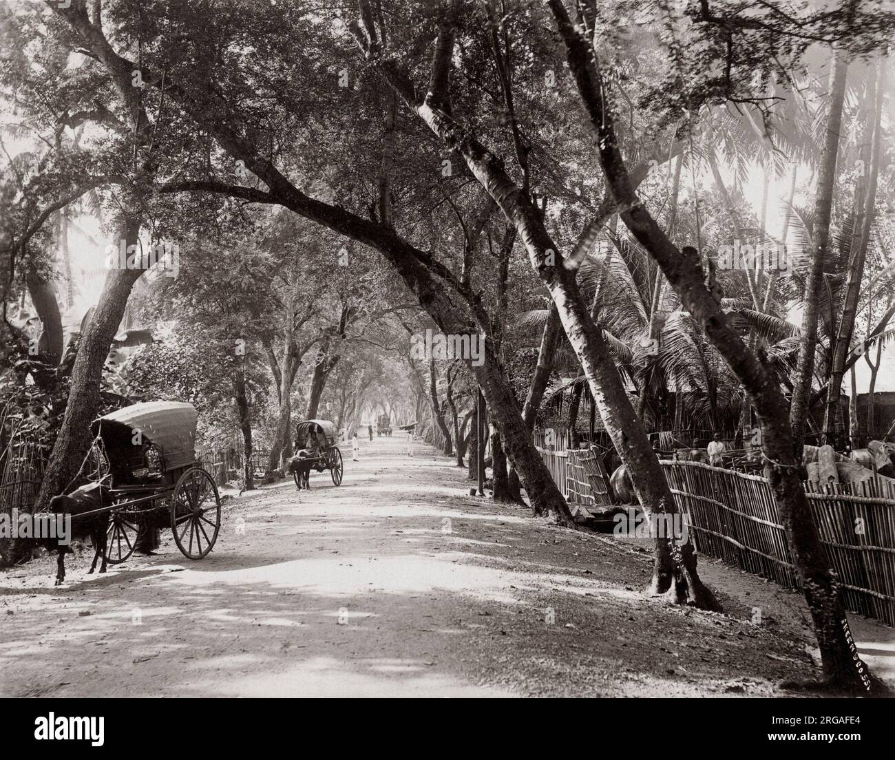 Mit Bäumen gesäumten Allee, Ceylon (Sri Lanka) c 1890 Stockfoto
