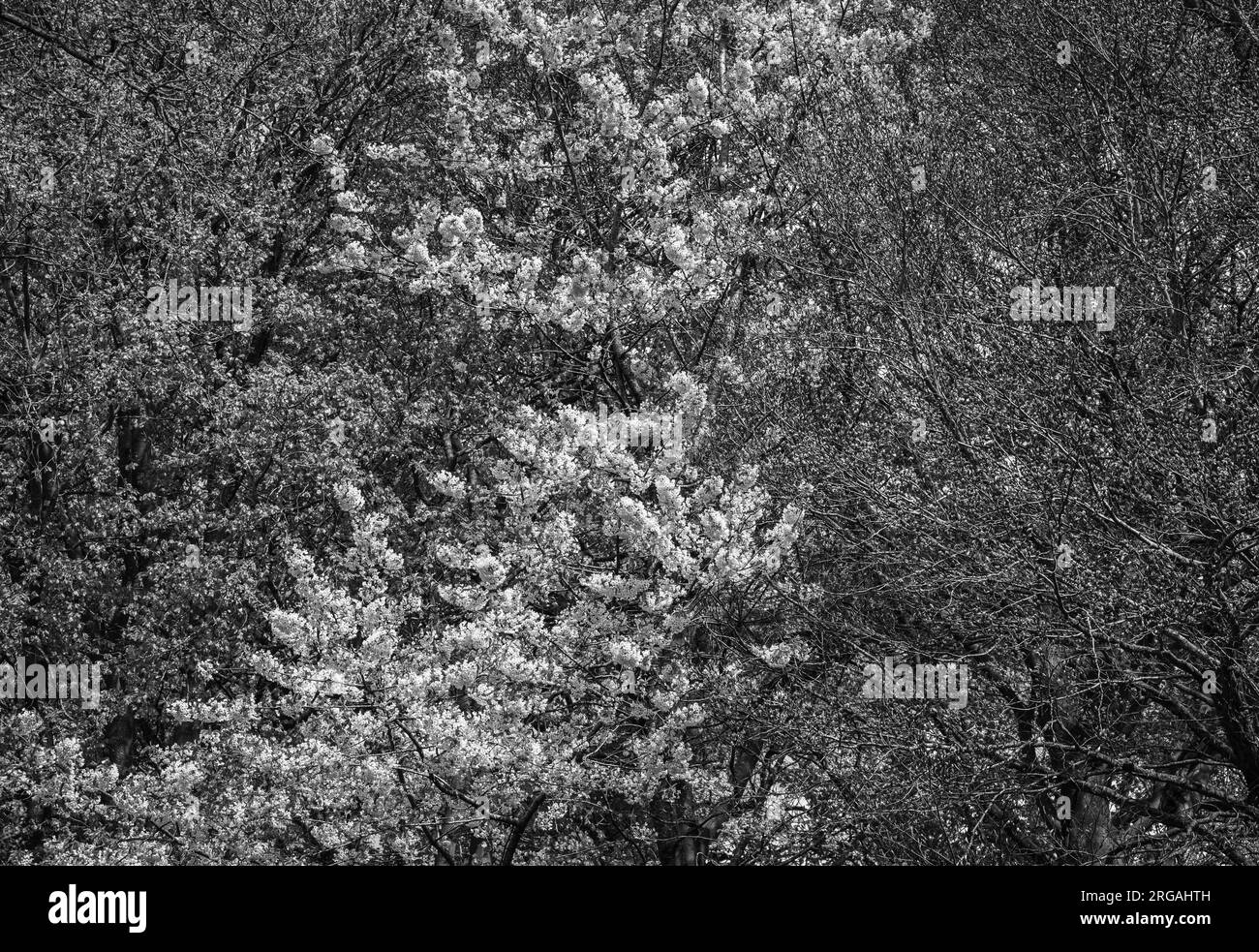 Gruppe weißer Frühlingsblumen, die im Wald monochrom blühen Stockfoto