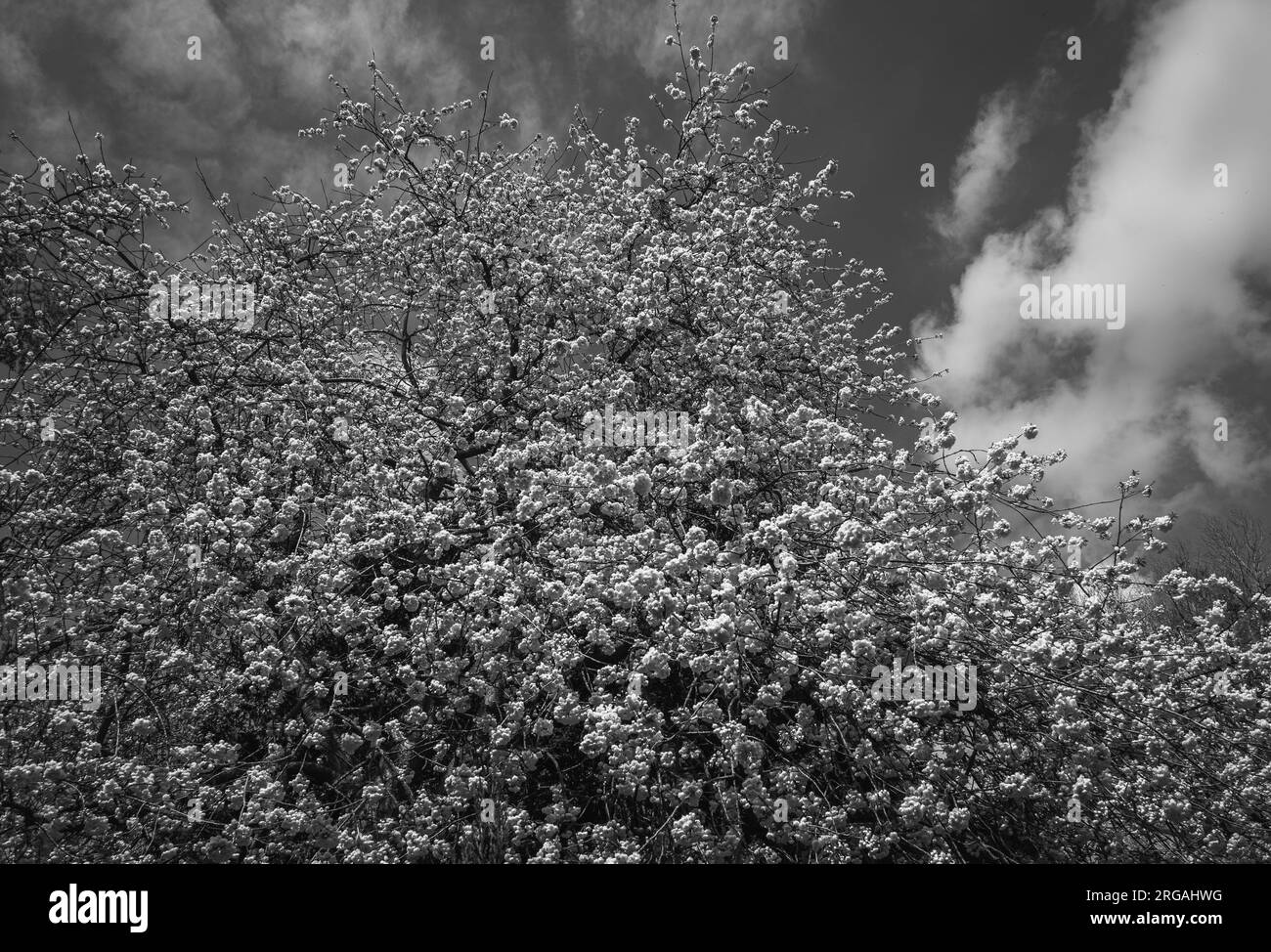 Eine Gruppe weißer Frühlingsblumen monochrome Nahaufnahme Stockfoto