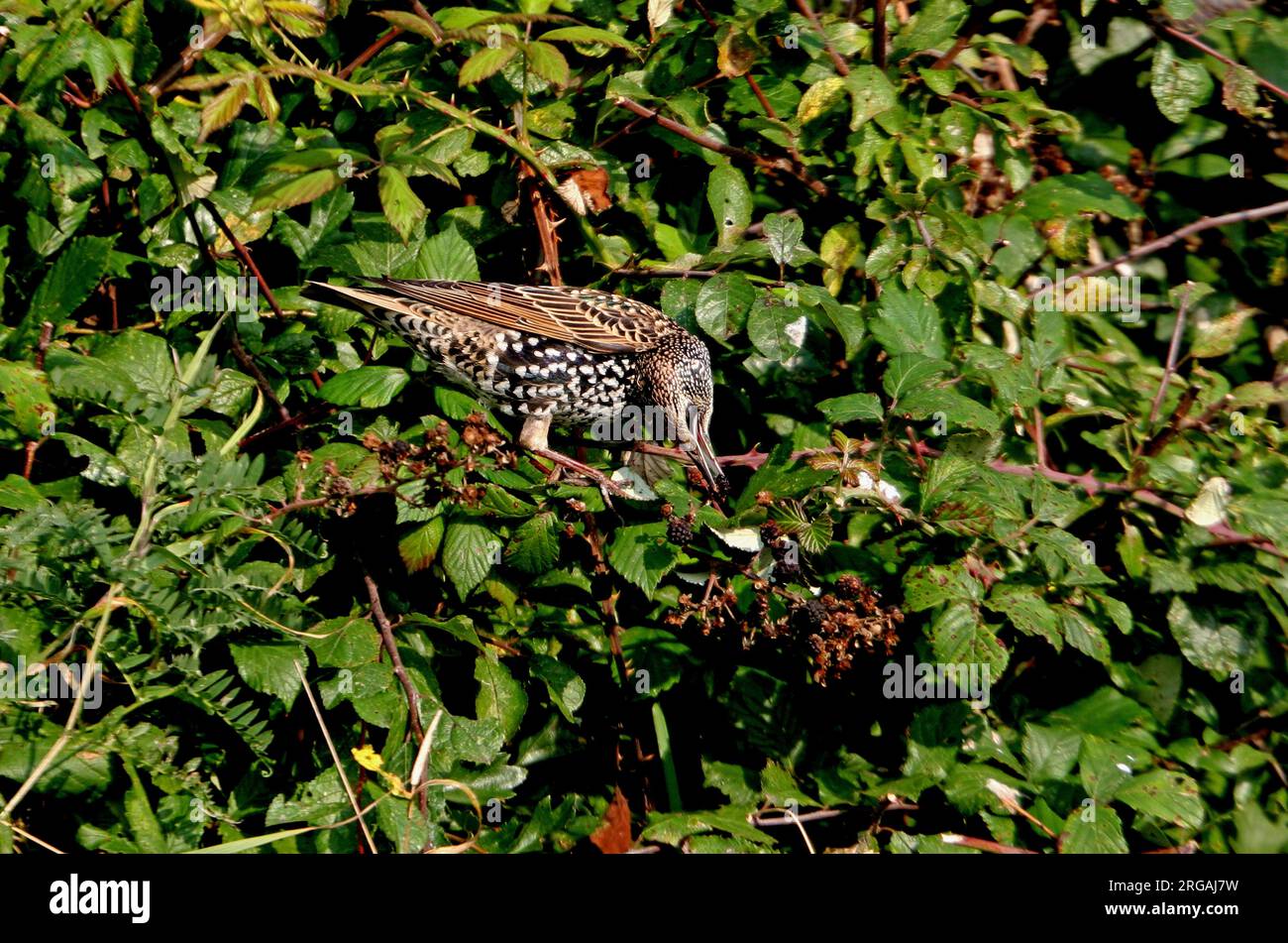 Common Starling (Sturnus vulgaris) erster Wintervogel, der Brombeeren mit umgedrehtem Kopf isst, Eccles-on-Sea, Norfolk, Großbritannien. Stockfoto