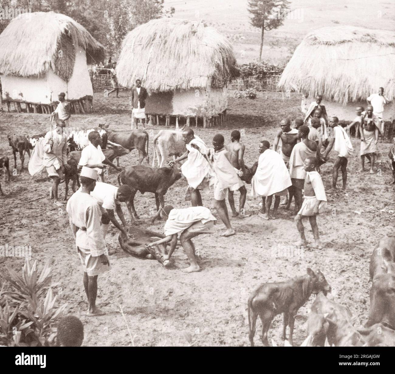 Ostafrika - Uganda Impfkampagne der Briten gegen Tsetsefliegenerkrankungen bei Rindern - Rindern und Hirten von einem während des Zweiten Weltkriegs in Ostafrika und im Nahen Osten stationierten Rekrutierungsbeamten der britischen Armee Stockfoto