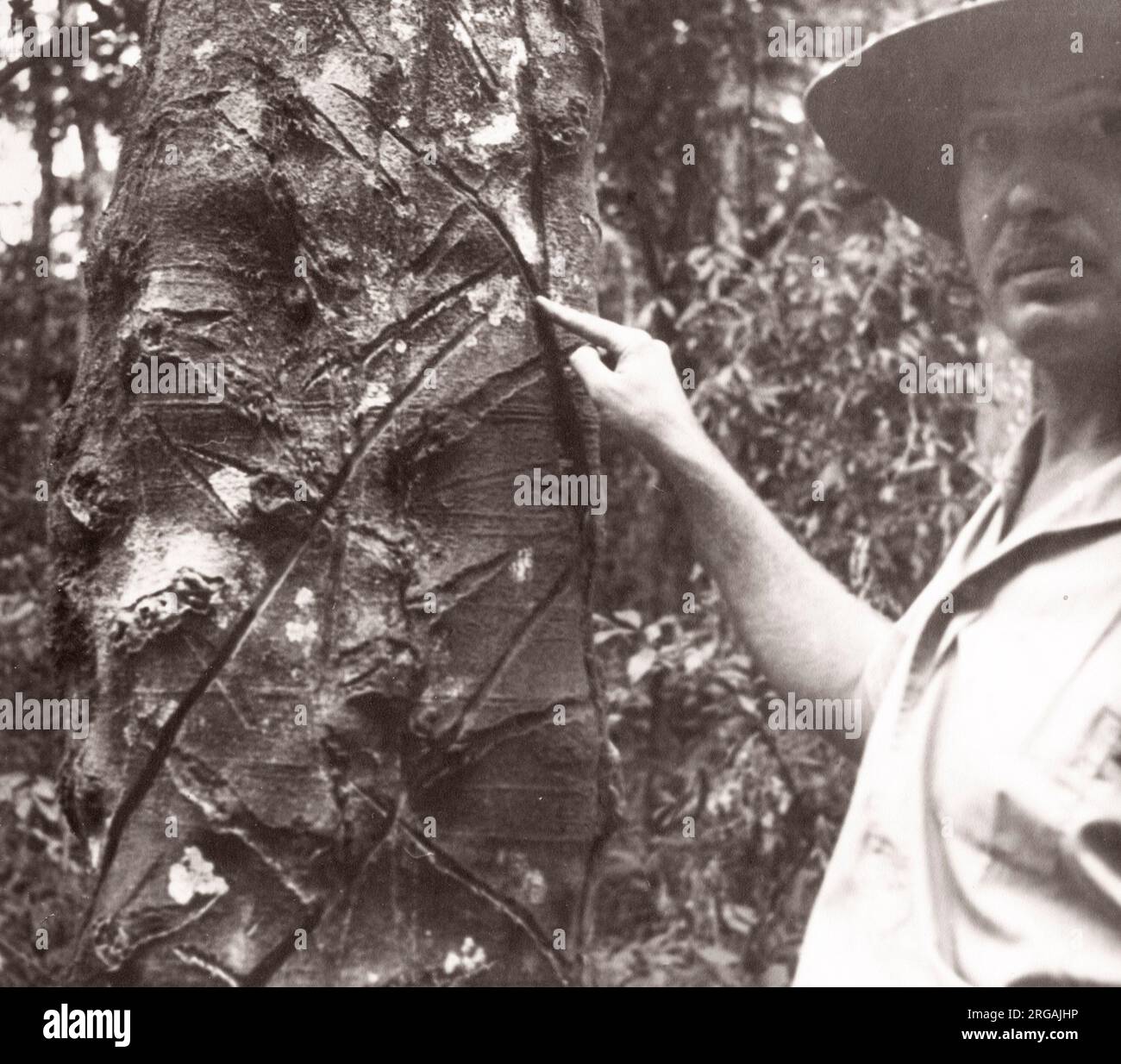 1940s Ostafrika Uganda - Budongo-Wald - ein wilder Gummibaum mit 30 Jahre alten Narben, fotografiert von einem während des Zweiten Weltkriegs in Ostafrika und im Nahen Osten stationierten Rekrutierungsbeamten der britischen Armee Stockfoto