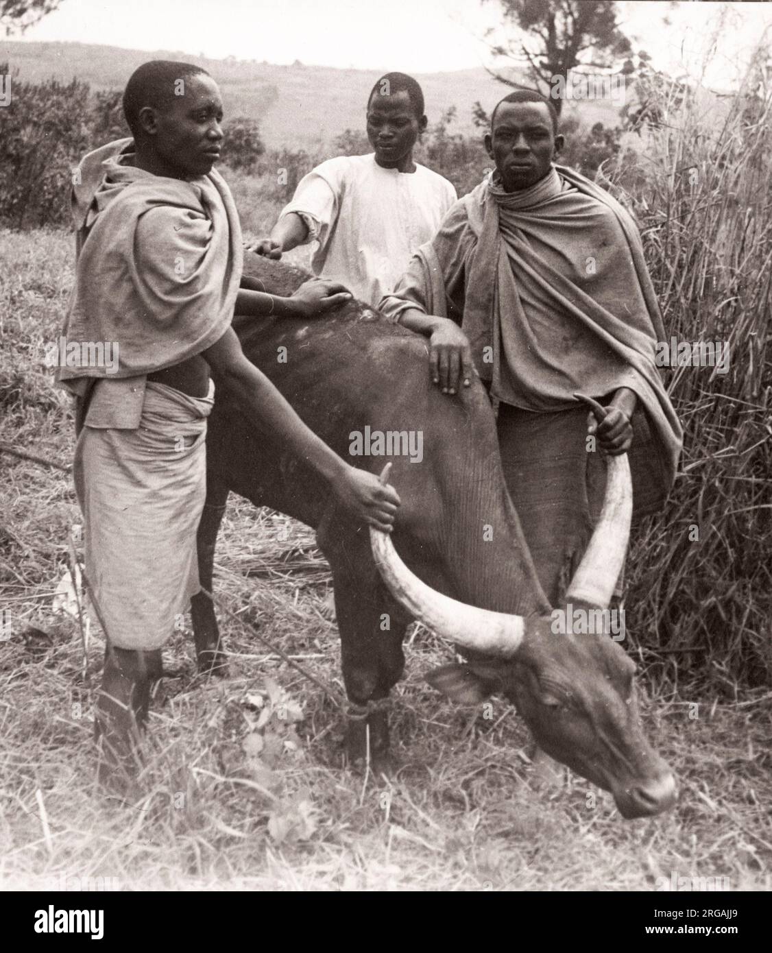 Ostafrika - Uganda Impfkampagne der Briten gegen Tsetsefliegenerkrankungen bei Rindern - Rindern und Hirten von einem während des Zweiten Weltkriegs in Ostafrika und im Nahen Osten stationierten Rekrutierungsbeamten der britischen Armee Stockfoto