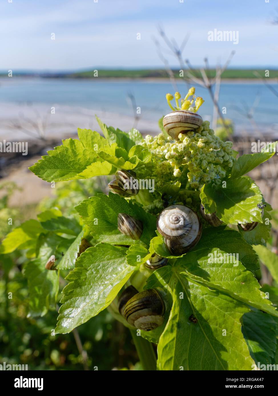 Italienische Weißschnecken/Sandhügelschnecken (Theba pisana) eine invasive Art im Vereinigten Königreich, die auf Alexandern (Smyrnium olusatrum) an einem Küstenstreifen im Vereinigten Königreich lebt Stockfoto