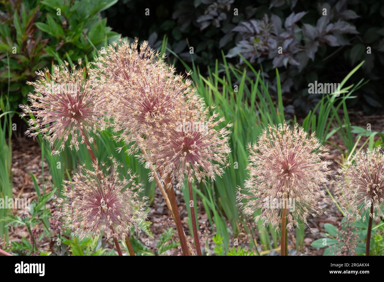 Allium seed heads -Fotos und -Bildmaterial in hoher Auflösung – Alamy