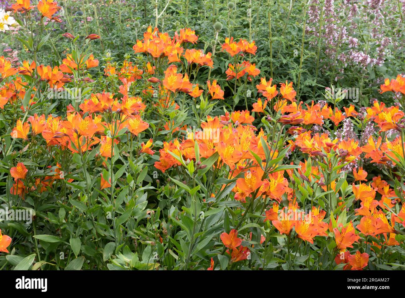 Alstroemeria "Flaming Star" Stockfoto