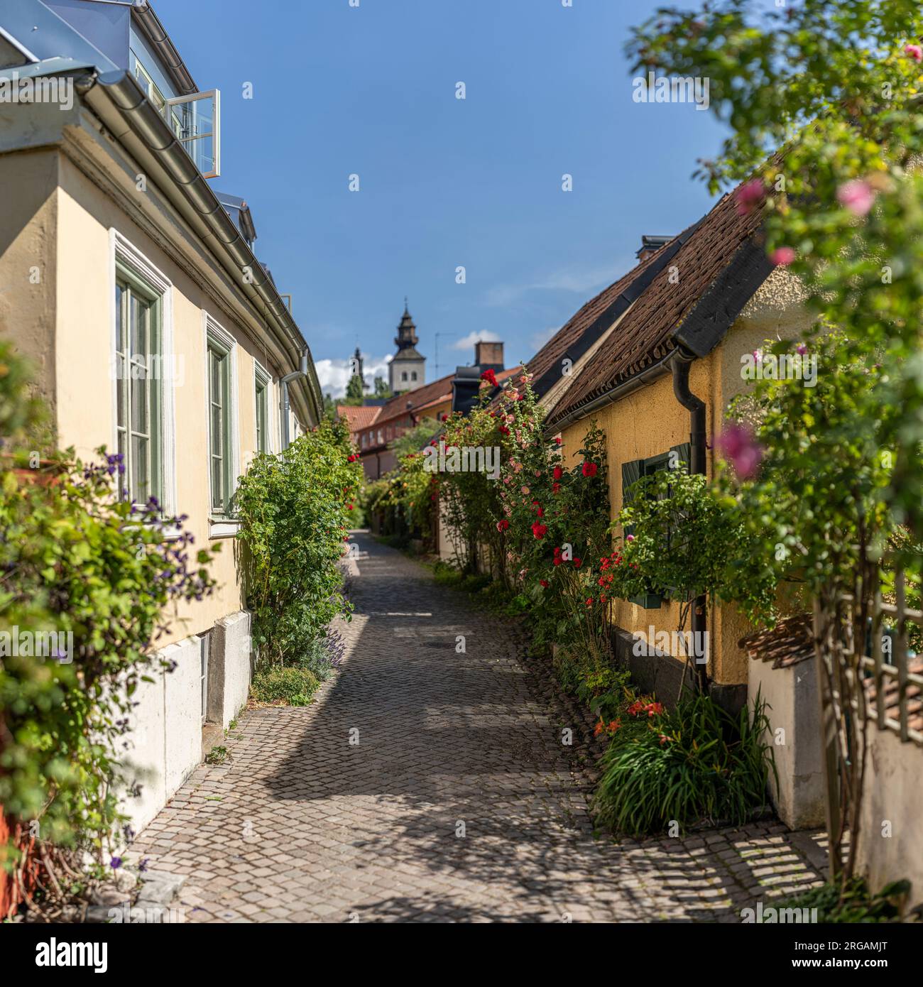 Traditionelle alte Häuser mit Rosen und enge Straße Fisherman's Allee (FiskarGrand). Visby, Insel Gotland, Schweden, Skandinavien. Stockfoto