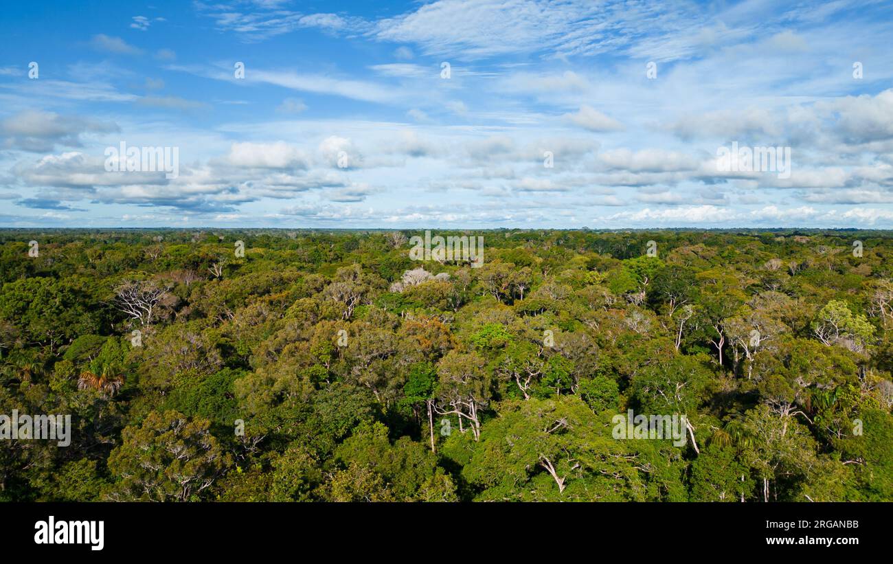 AMAZONAS-FLÜSSE, UMGEBEN VON DICHTEM DSCHUNGEL, WERDEN DIE MÄANDER BEOBACHTET Stockfoto