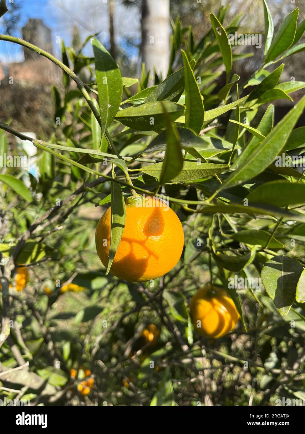 Orangen auf den Zweigen eines Baumes. Zitronenfrüchte Stockfoto