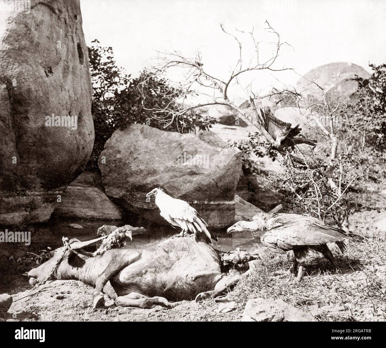 Tiger Hunt Serie von Colonel Willoughby Wallace Hooper, 1837-1912, fotografiert in den 1870er Jahren. Eines von 10 aufgeführten Bildern. Stockfoto