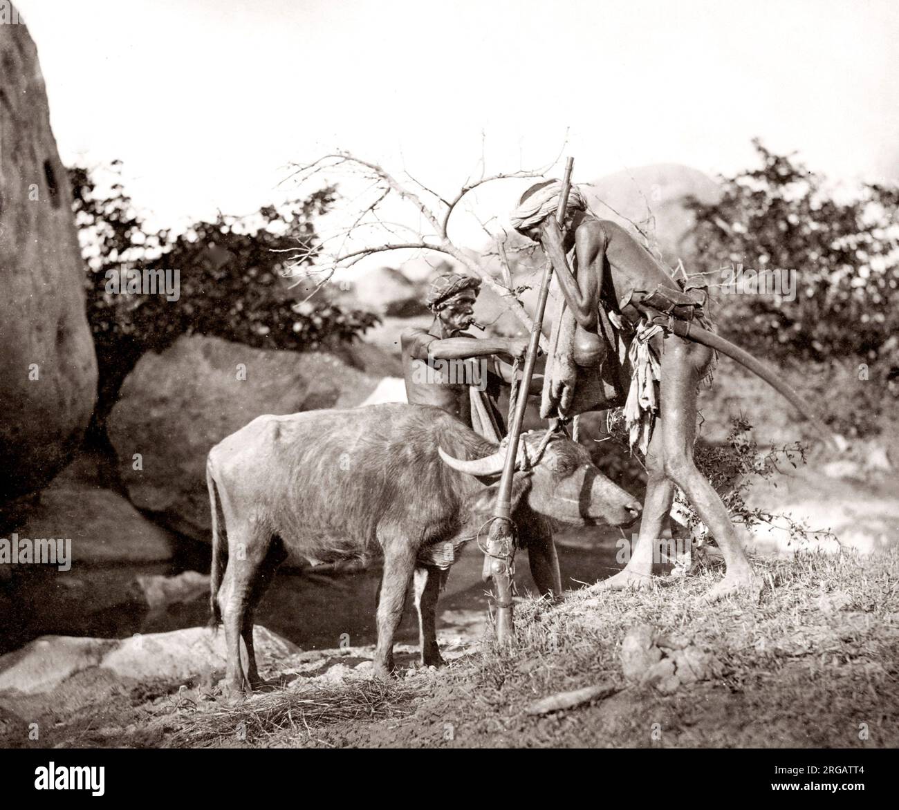 Tiger Hunt Serie von Colonel Willoughby Wallace Hooper, 1837-1912, fotografiert in den 1870er Jahren. Eines von 10 aufgeführten Bildern. Stockfoto