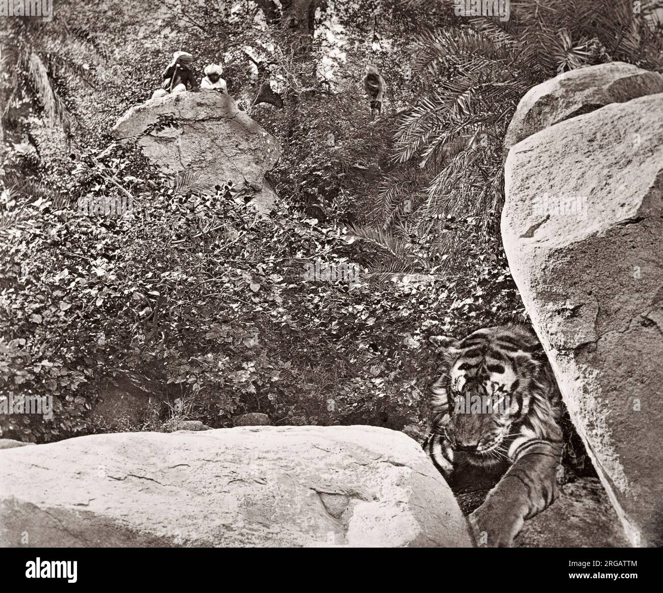 Tiger Hunt Serie von Colonel Willoughby Wallace Hooper, 1837-1912, fotografiert in den 1870er Jahren. Eines von 10 aufgeführten Bildern. Stockfoto